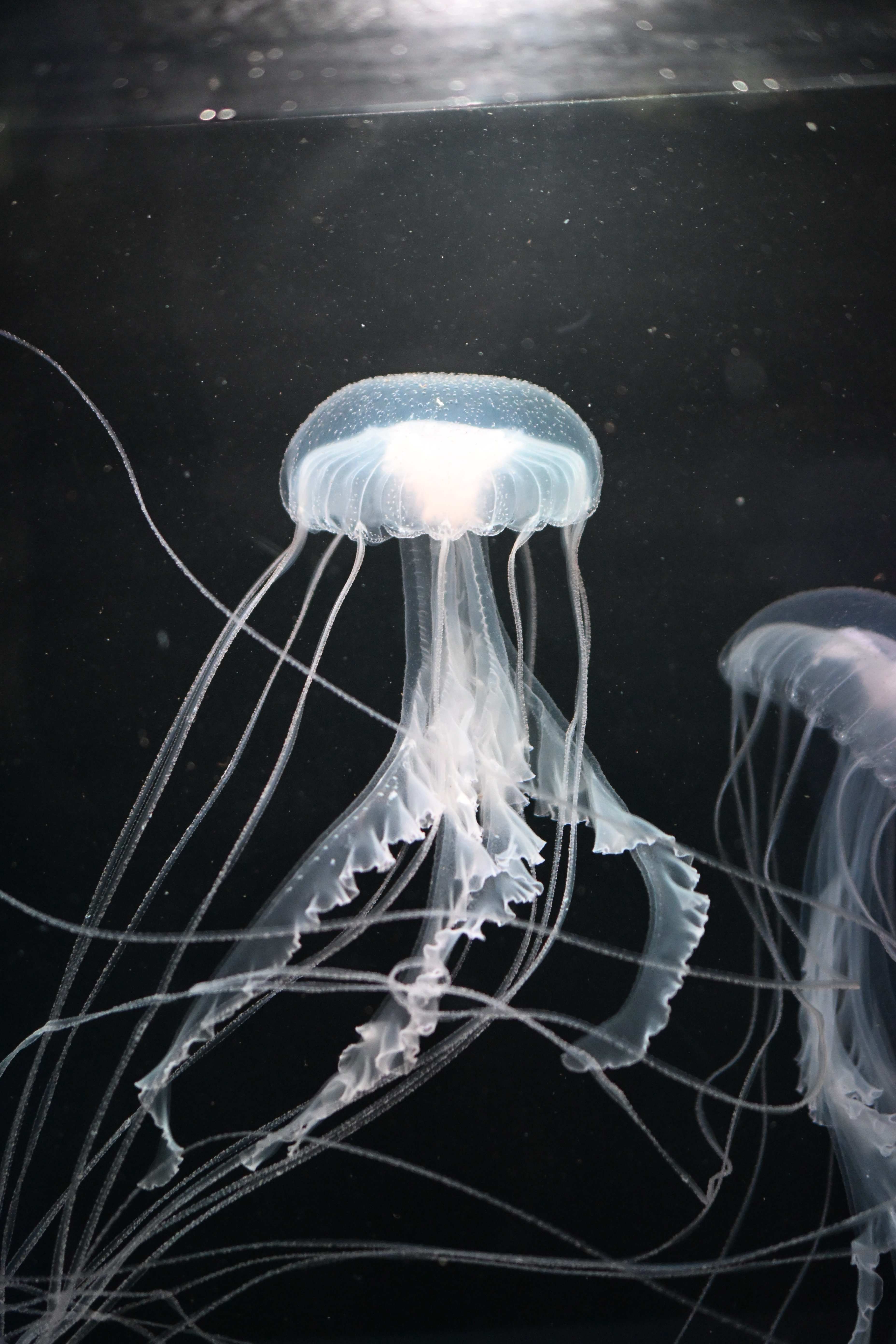 20251124_伊豆・三津シーパラダイス【Nikon Z50IIと水族館】｜山ネズミ