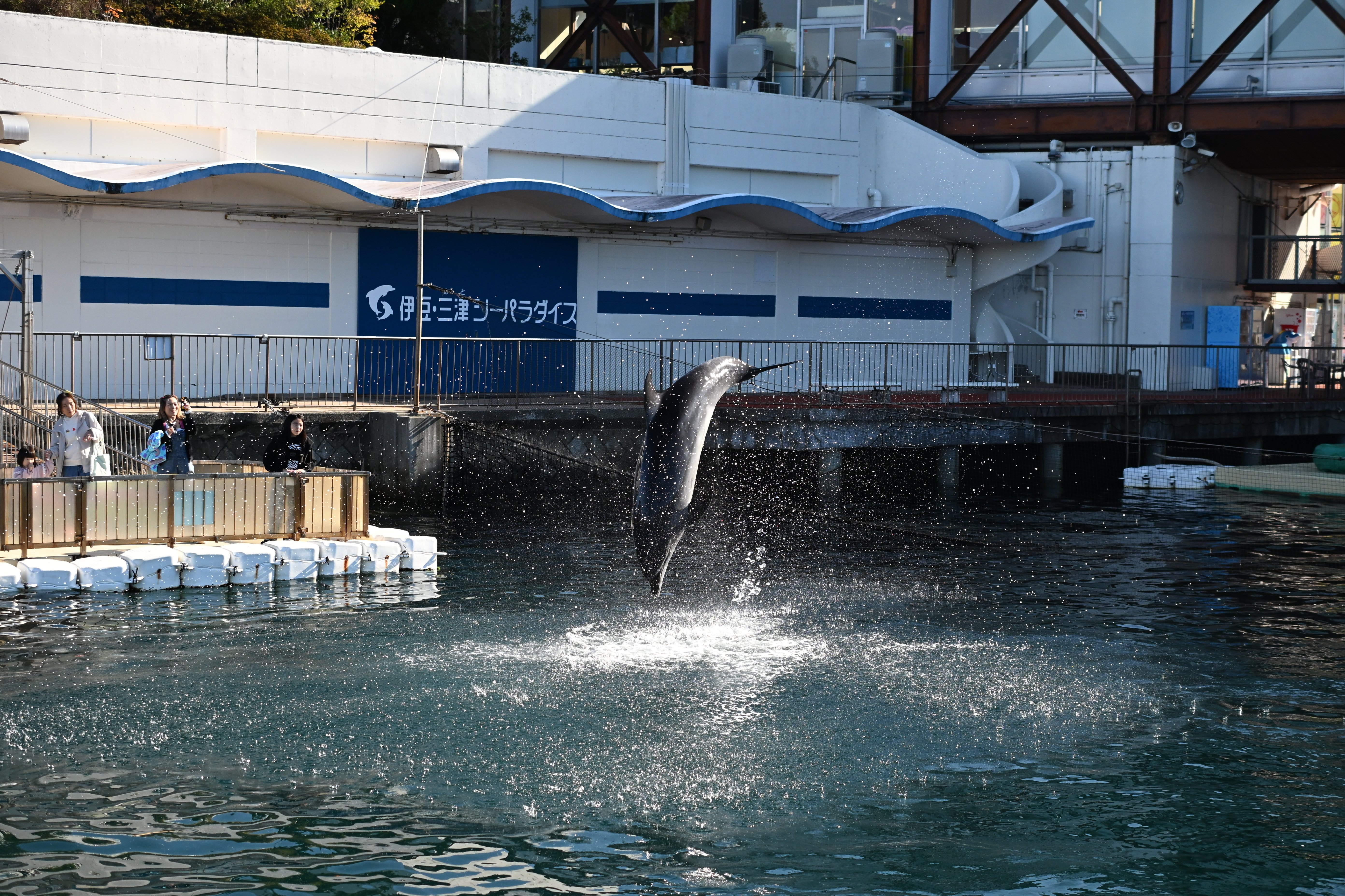 20251124_伊豆・三津シーパラダイス【Nikon Z50IIと水族館】｜山ネズミ