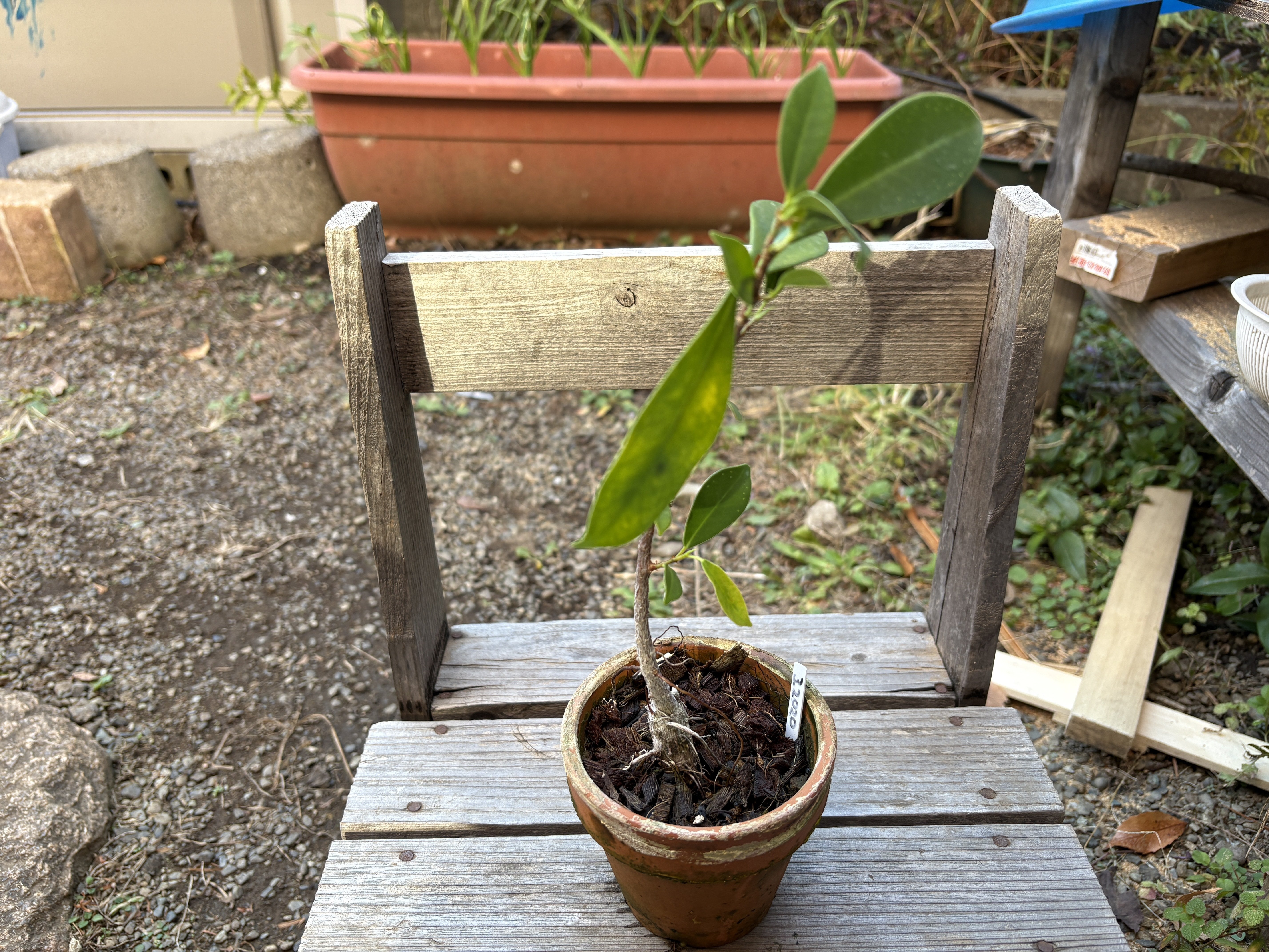 MM出品◆ブラジルアップル、１２０ｃｍｘ５苗 家の植物-ガジュマル-(2025.11.29)｜NAKADA Shugo