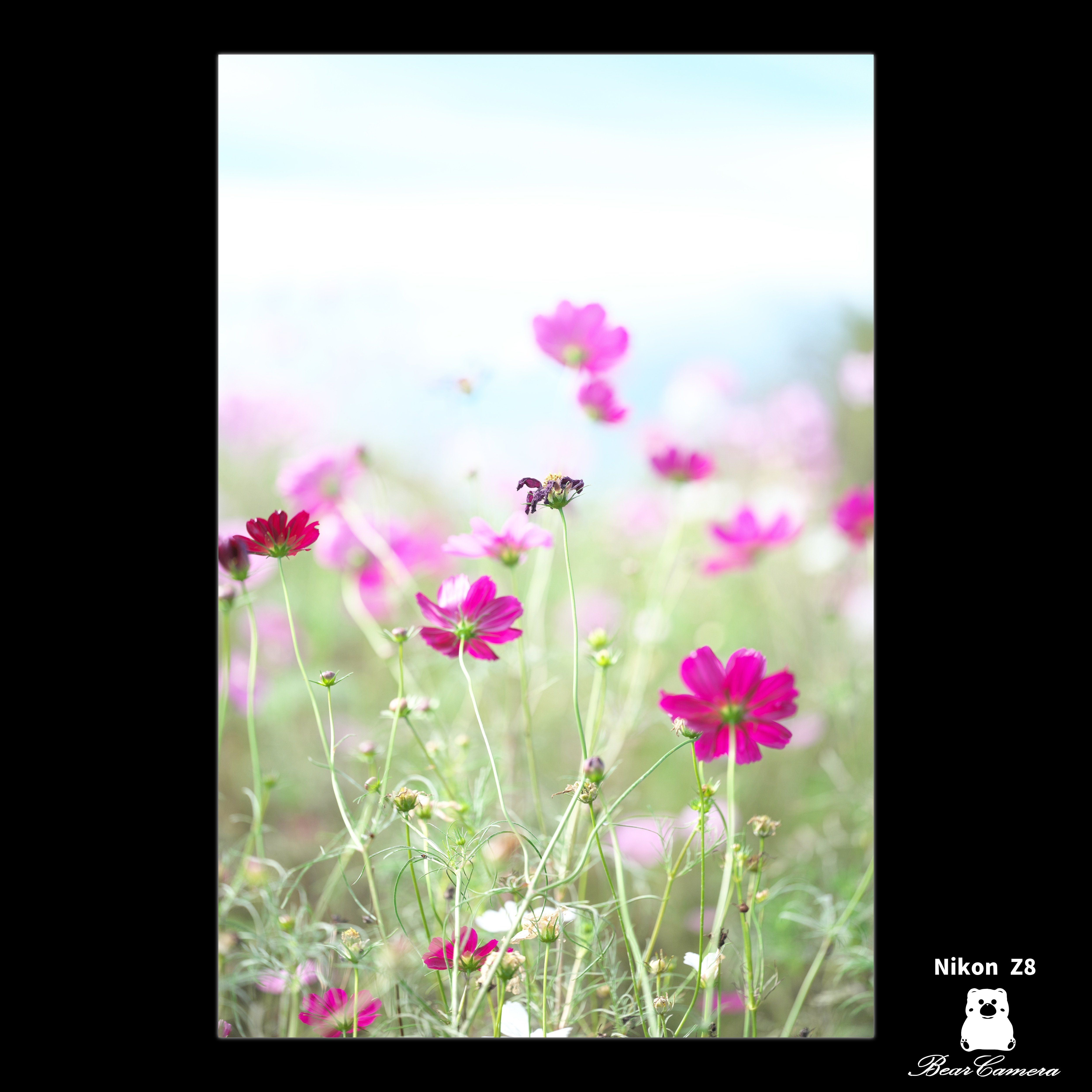 コスモス｜くまかめら