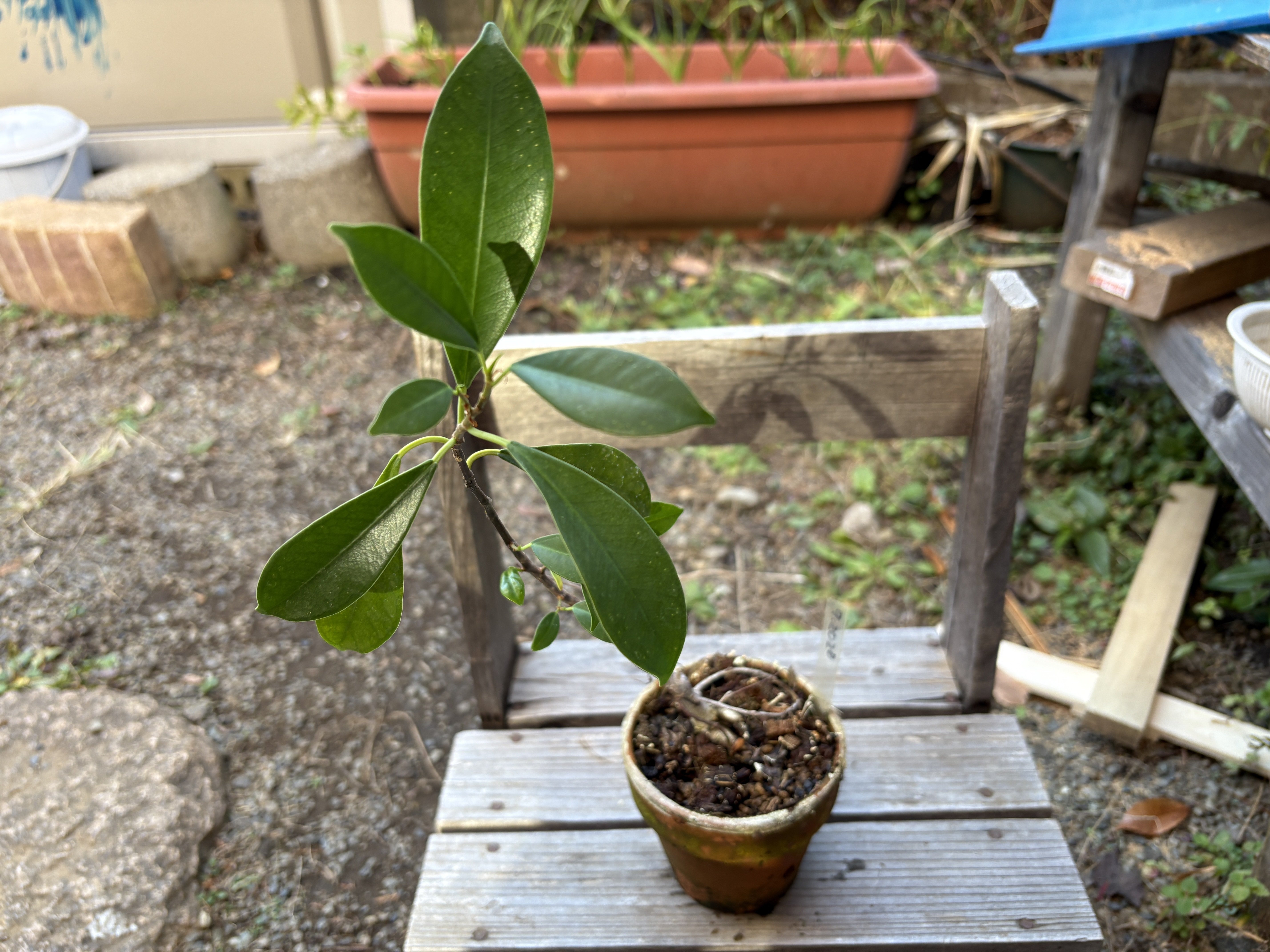 茶々丸175 家の植物-ガジュマル-(2025.11.29)｜NAKADA Shugo