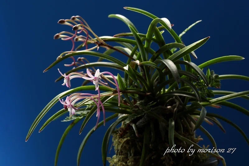フウラン「山採り赤花(和歌山産)」の花(過去の画像倉庫から)｜KJ Morison
