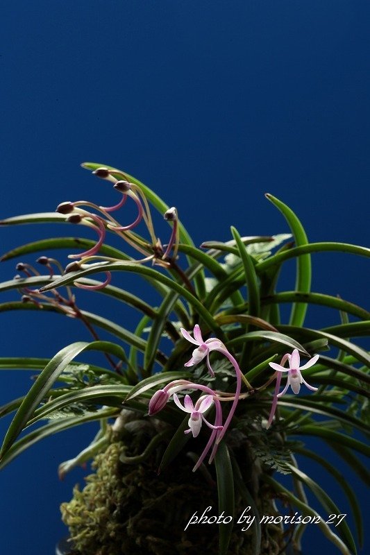 フウラン「山採り赤花(和歌山産)」の花(過去の画像倉庫から)｜KJ Morison