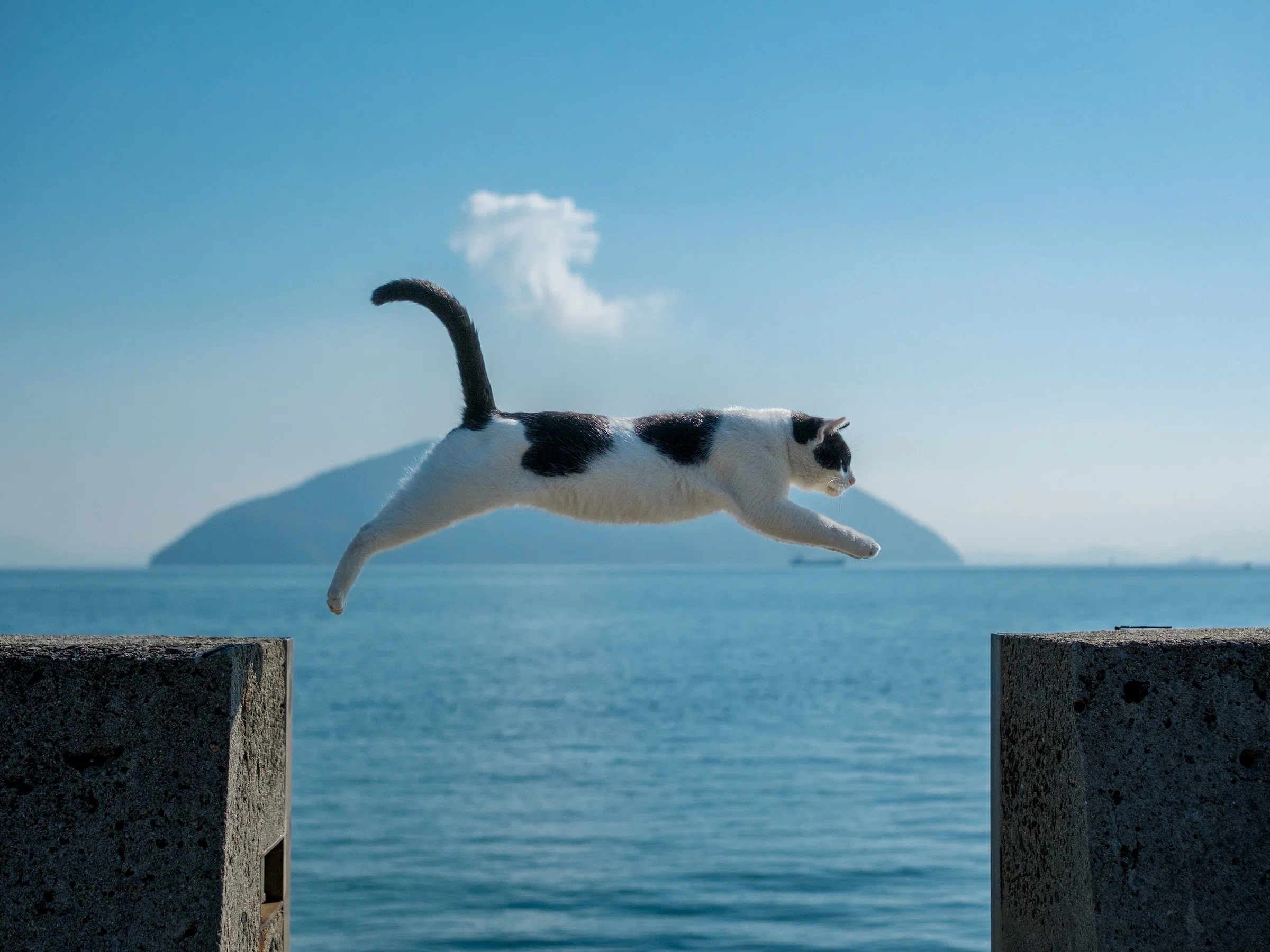 猫島ざっくり紹介「佐柳島」｜猫写真家 あおいとり