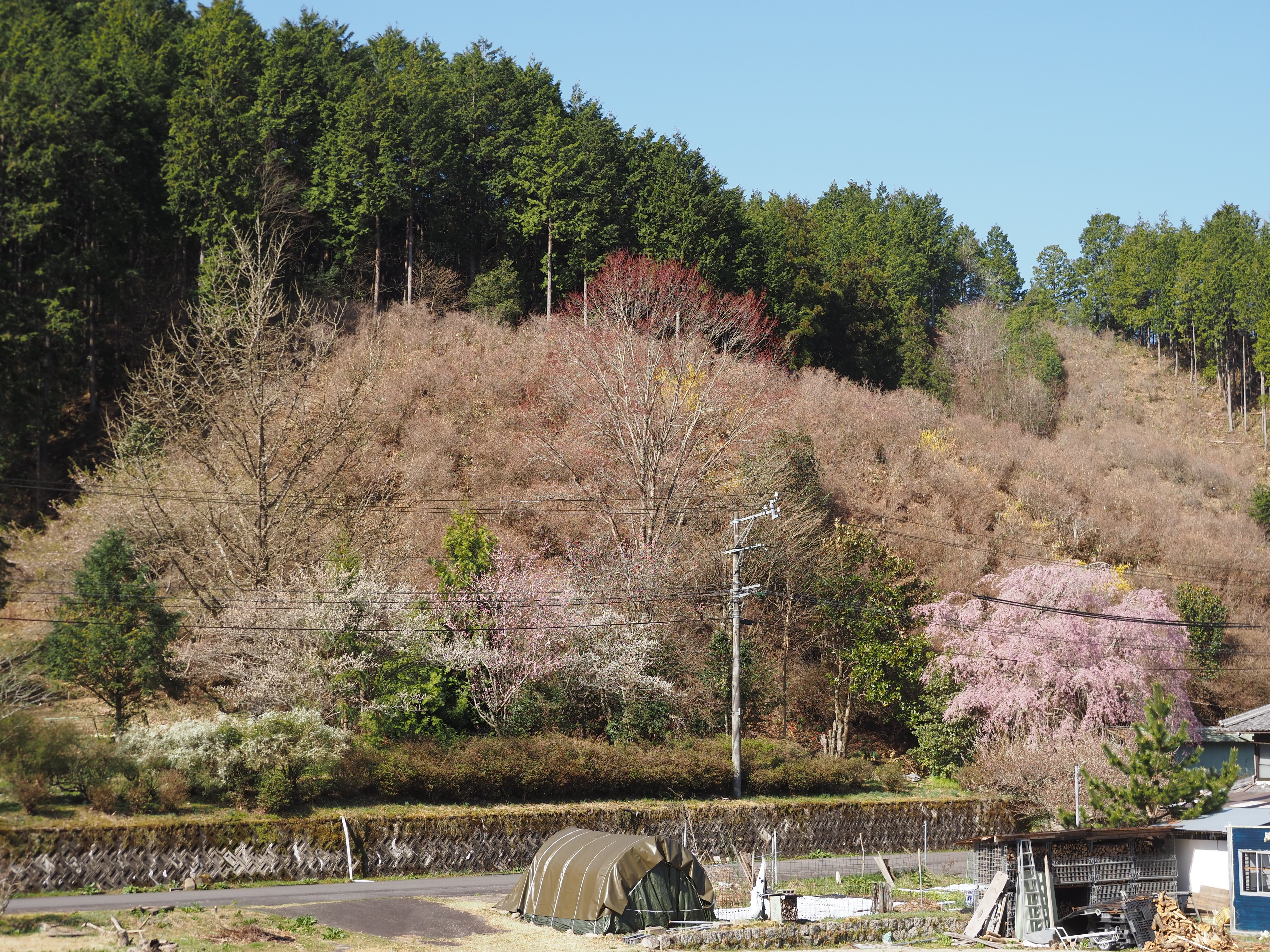 187．殿畑つつじ山｜sasayan