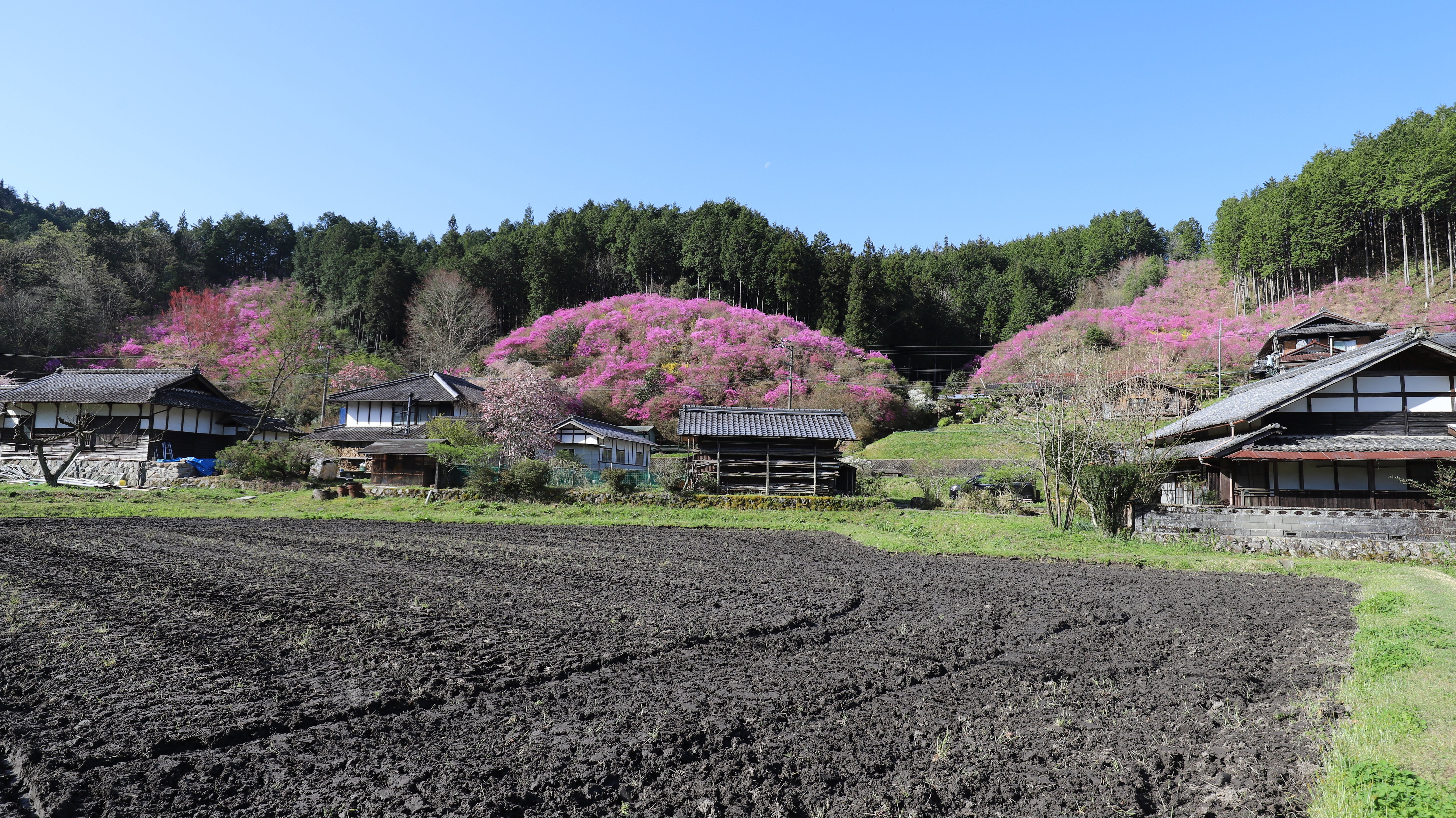 187．殿畑つつじ山｜sasayan