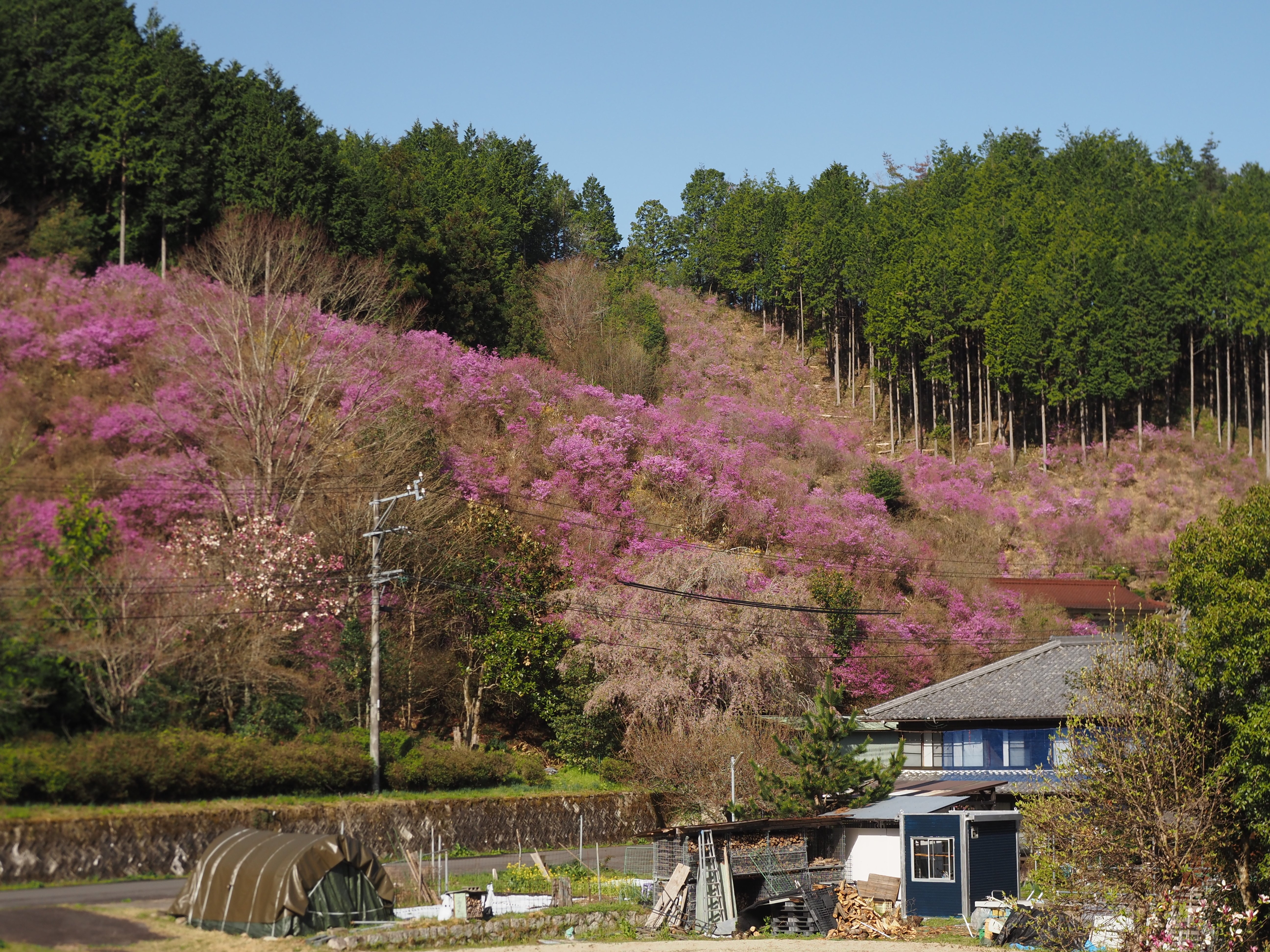 187．殿畑つつじ山｜sasayan