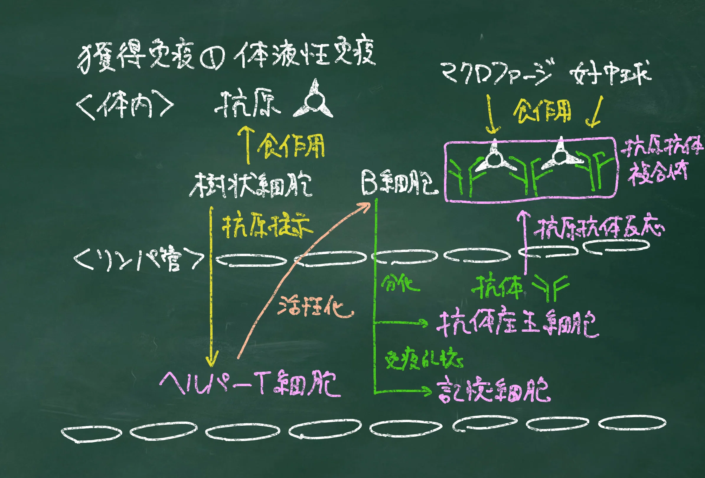 世界が広がる大人のサイエンス】#1免疫のしくみの基礎・基本【生物学 世界が広がる大人のサイエンス】#1免疫のしくみの基礎・基本【生物学
