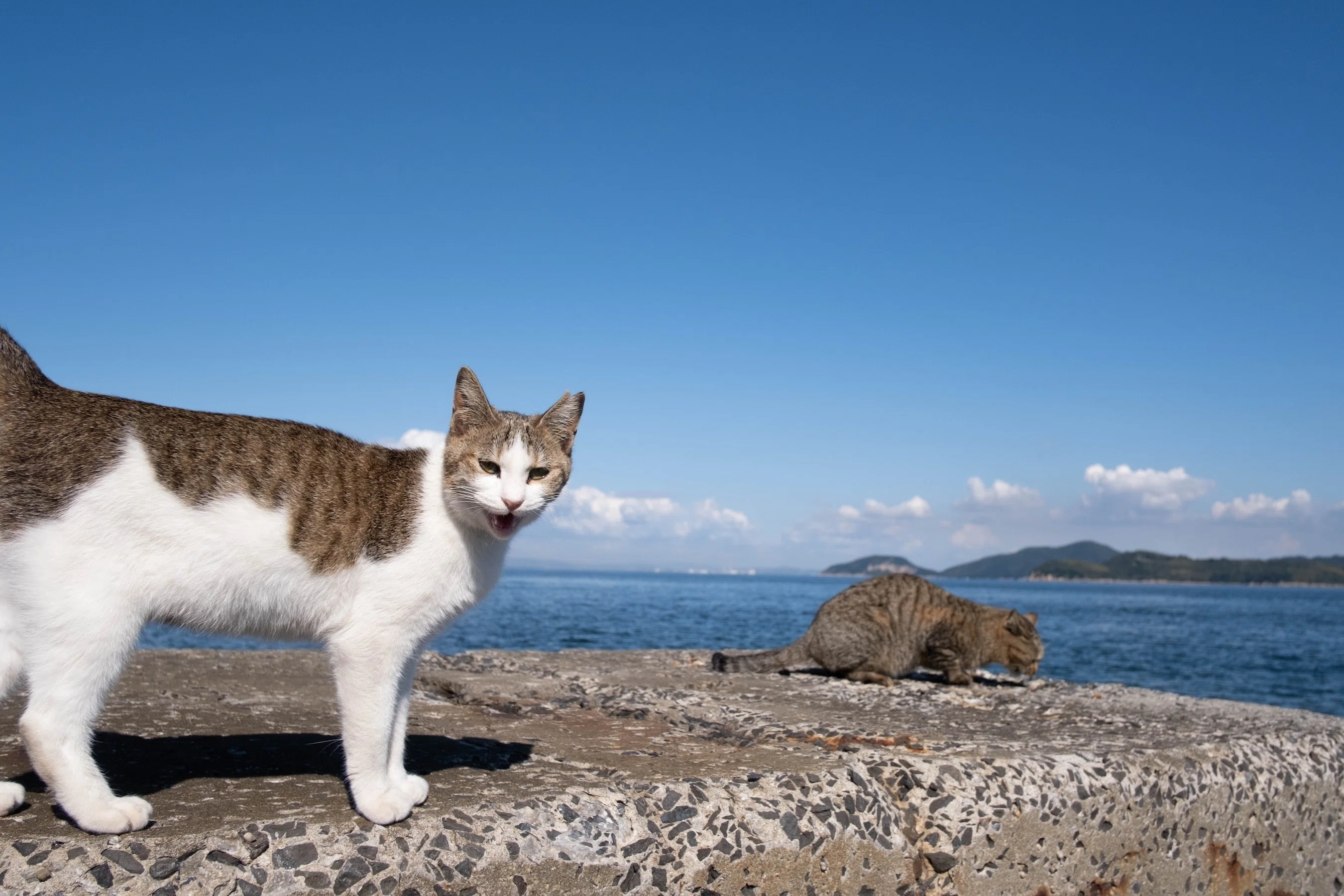 猫島ざっくり紹介「佐柳島」｜猫写真家 あおいとり