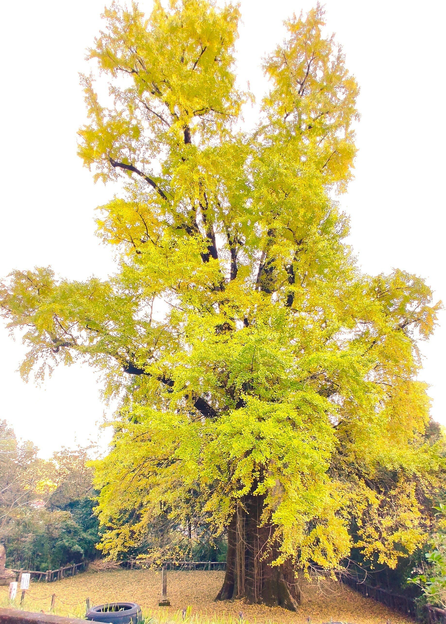 大イチョウの木｜トミーズひろし