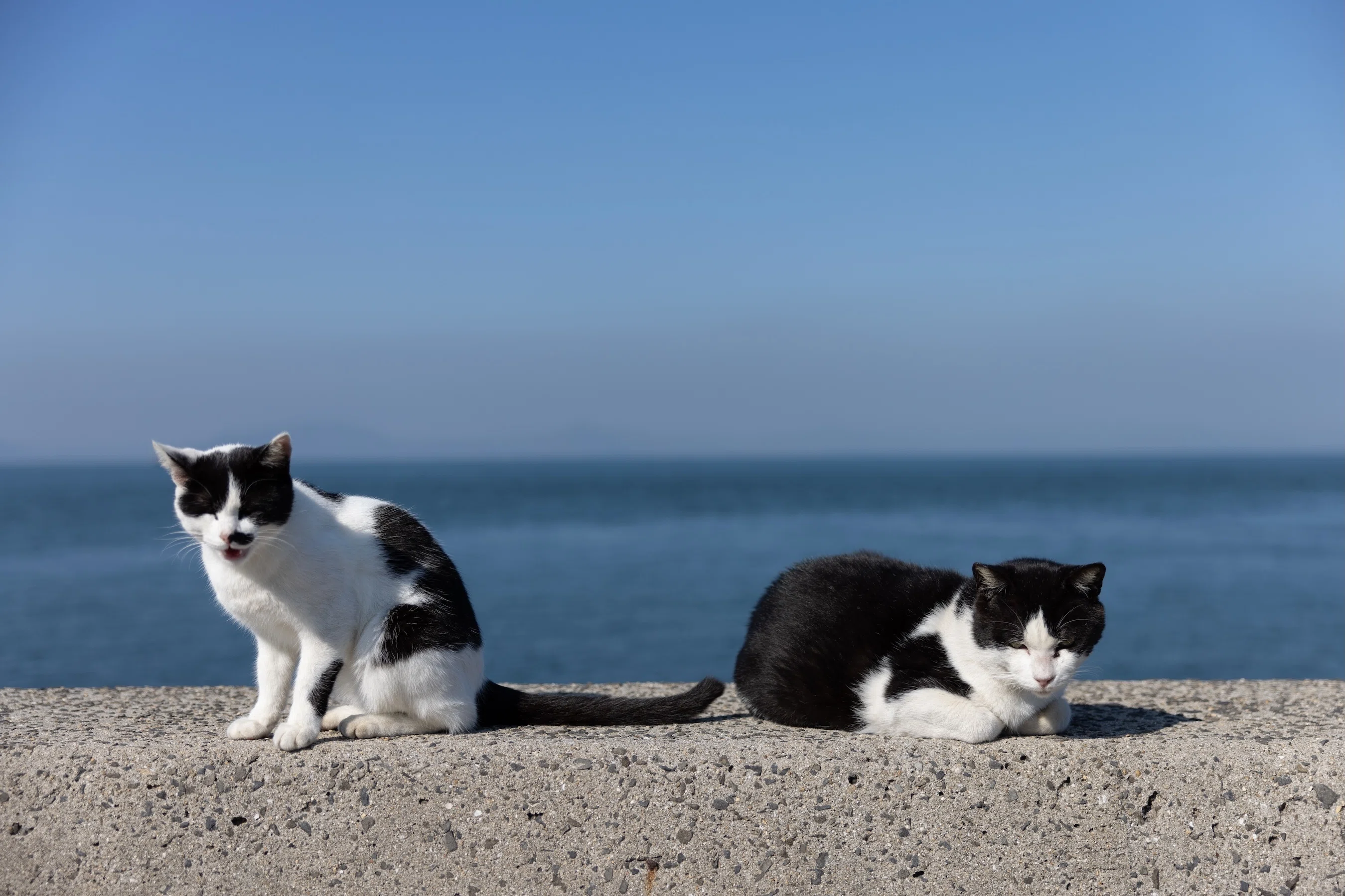 猫島ざっくり紹介「佐柳島」｜猫写真家 あおいとり