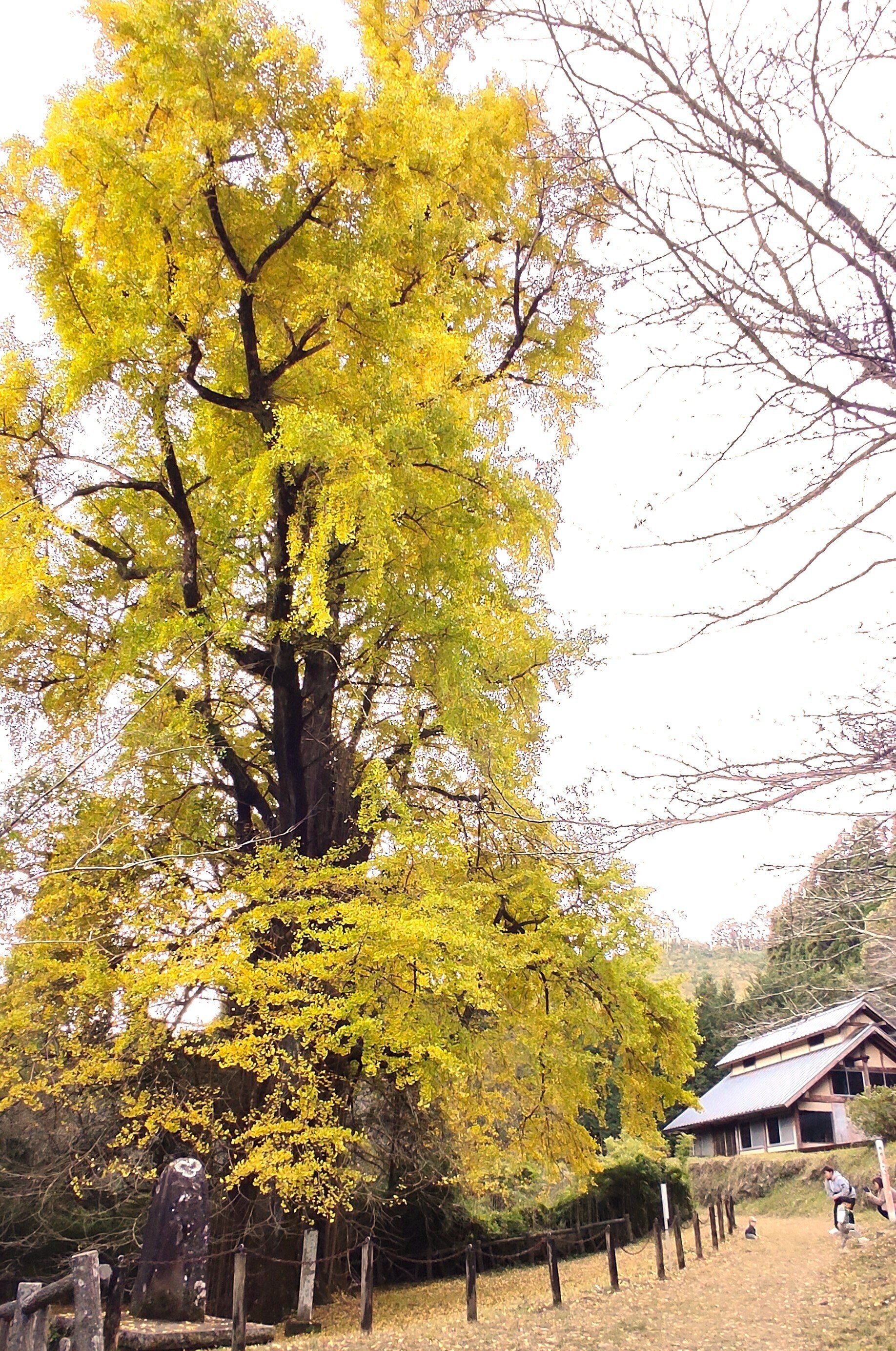 大イチョウの木｜トミーズひろし