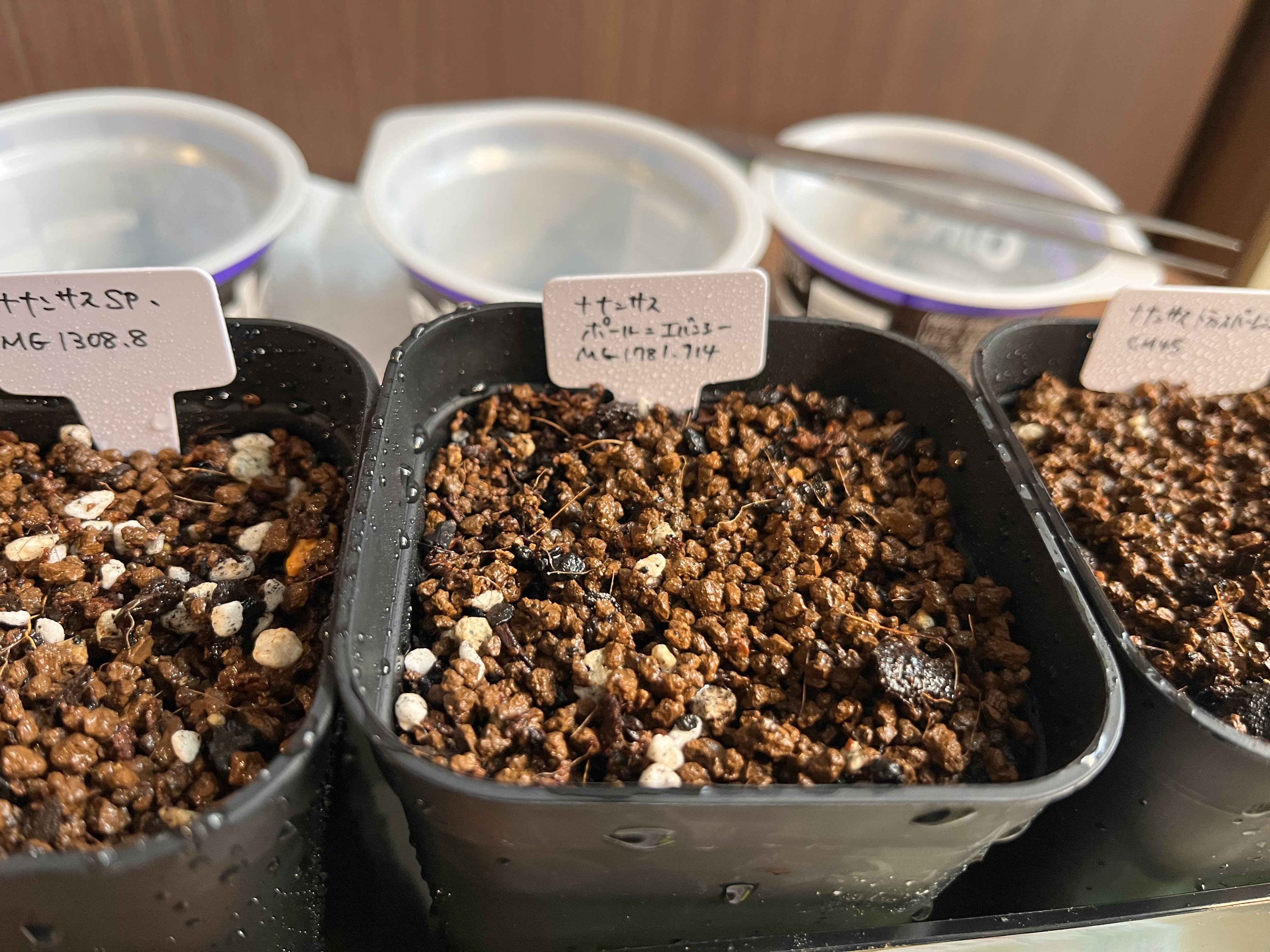 k*n様 バンナ＃Ａ　大株　子株付き　11/1 塊根メセン「ナナンサス」｜シオ＠西向き部屋で植物と共存したい