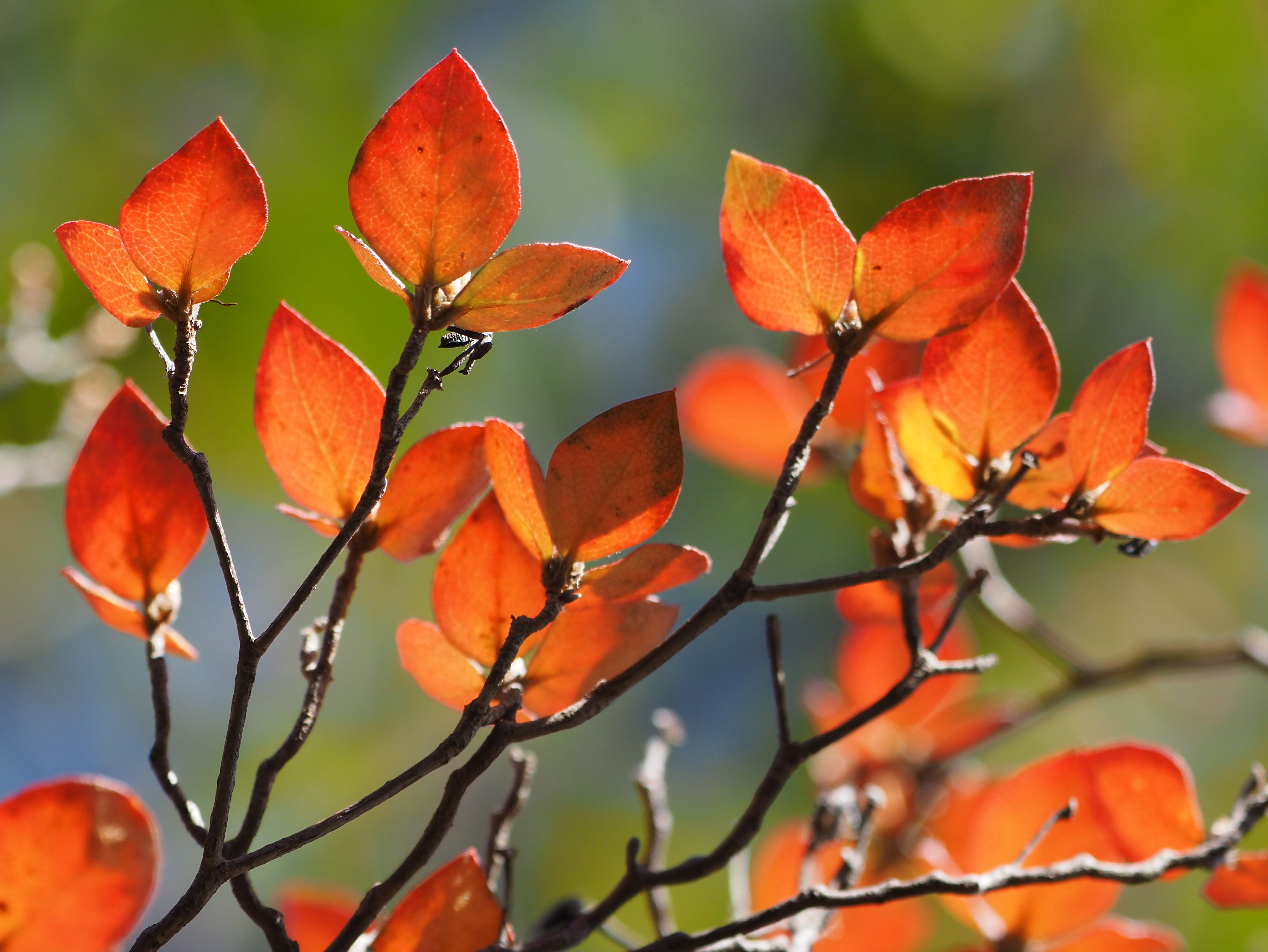 ミツバツツジ/小葉性【現品発送】管理70577 ミツバツツジ/小葉性【現品発送】管理70577 ミツバツツジ/小葉性【現品