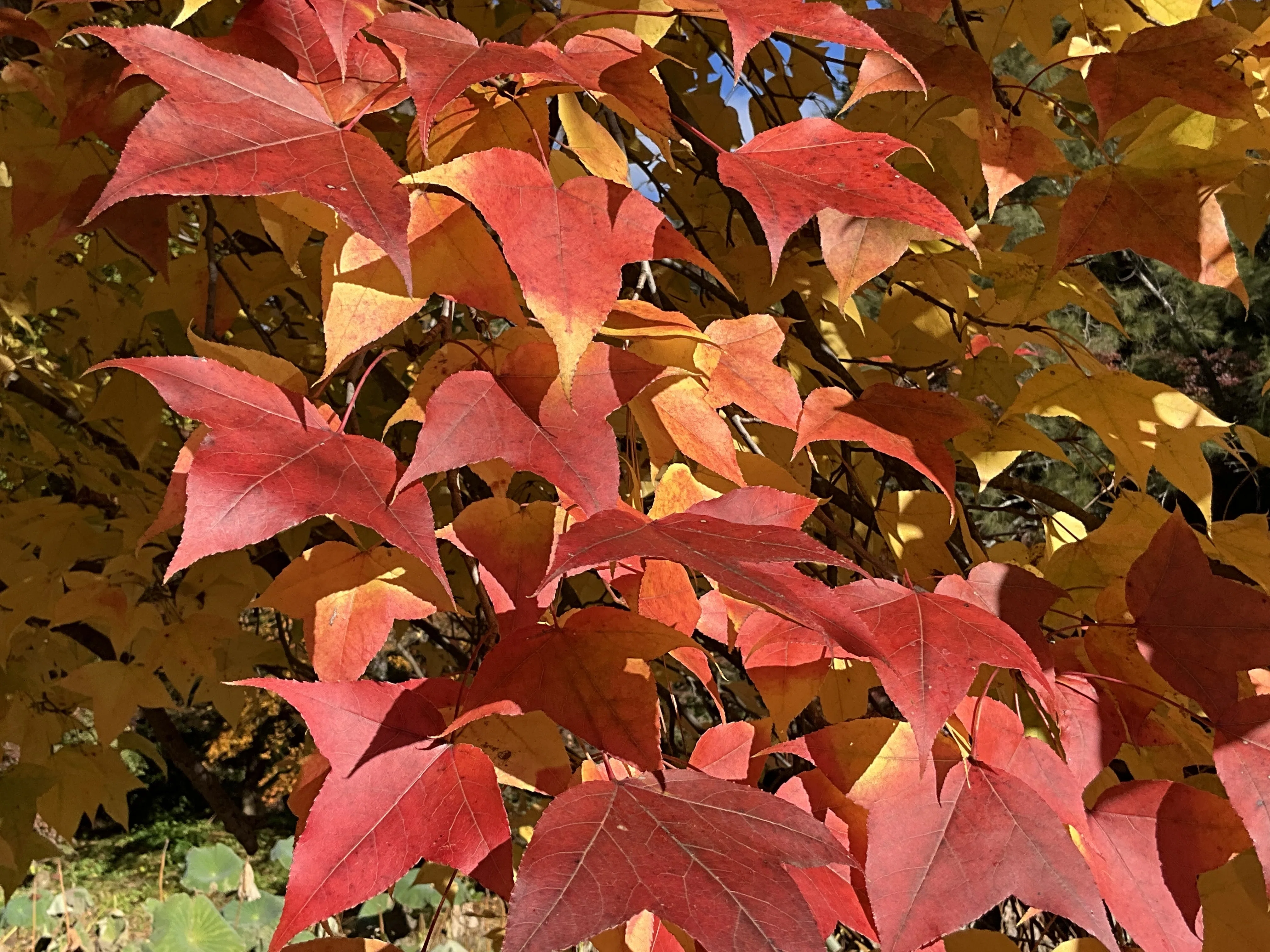 京都府立植物園の本格紅葉（6）：2025年11月29日（土）｜藤井秀昭