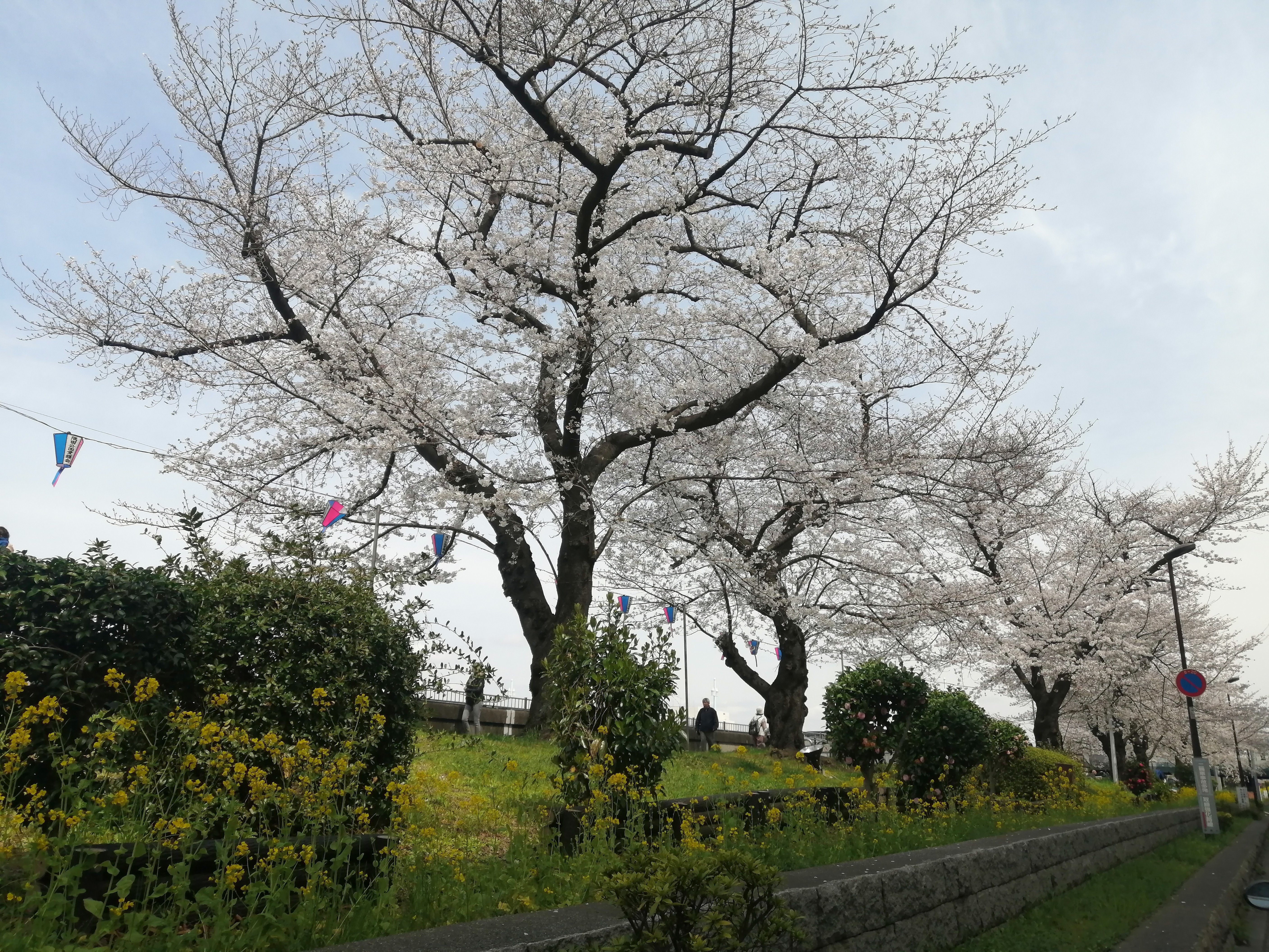 SSP ほっとできる清楚な幼なじみ 園池 桜子(箔押し) 満開の桜に包まれた新池で気持ちよくお散歩🌸 - 西宮さんぽ ご近所情報