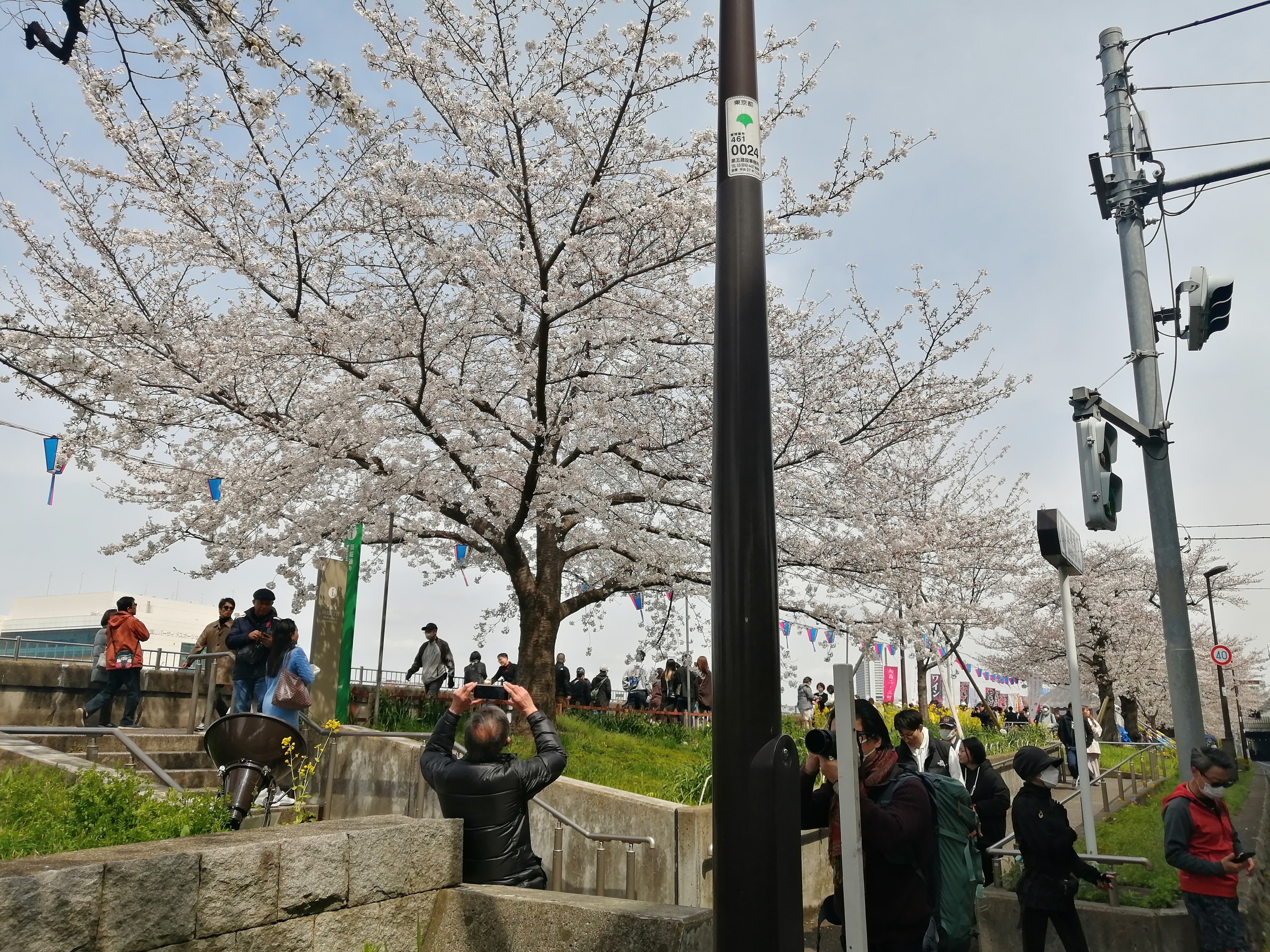 最安値 ほっとできる清楚な幼なじみ 園池 桜子 SSP 狭山池公園(東京都)の桜（西多摩郡瑞穂町） - お花見2025 - ウォーカー