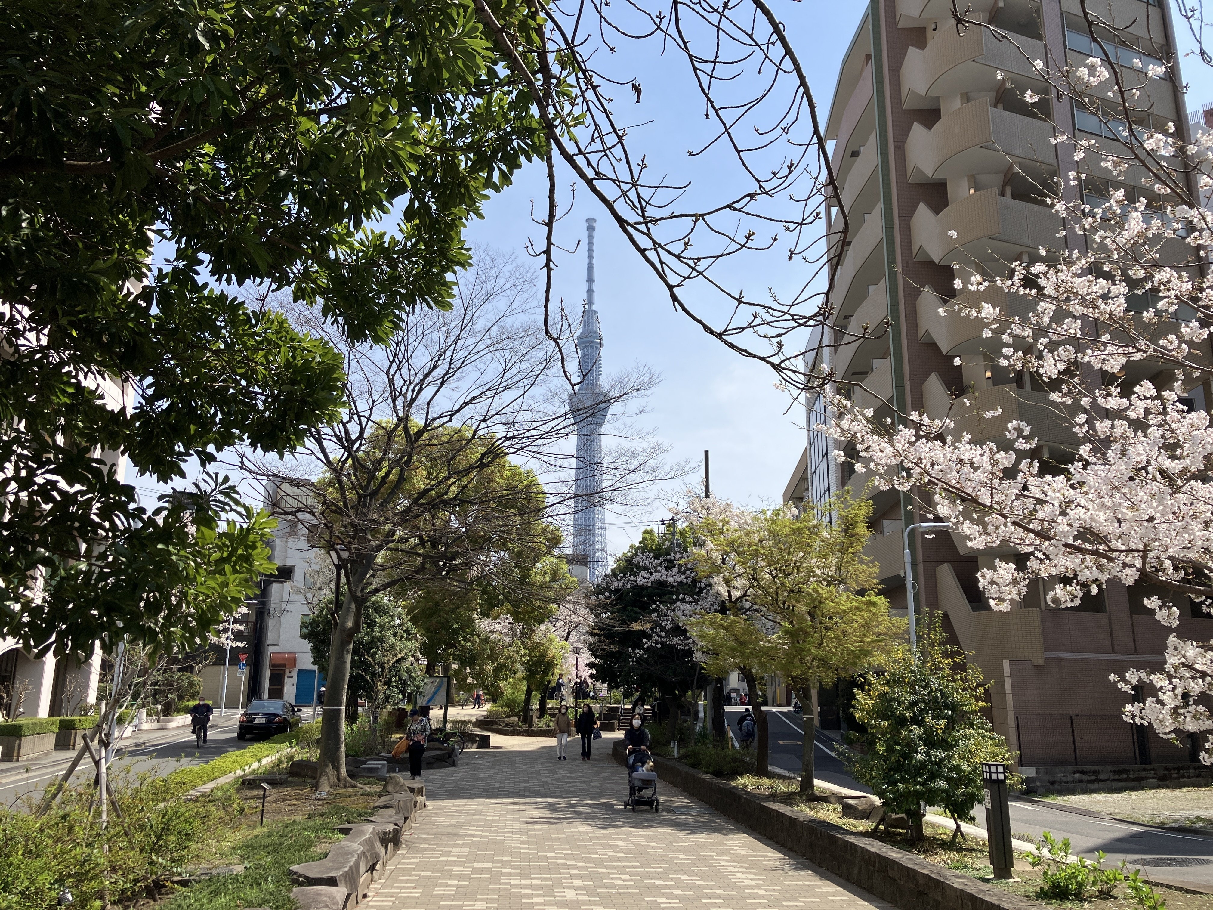 隅田公園～山谷堀公園～染谷霊園～神田上水公園～妙法寺の夜桜【桜旅行
