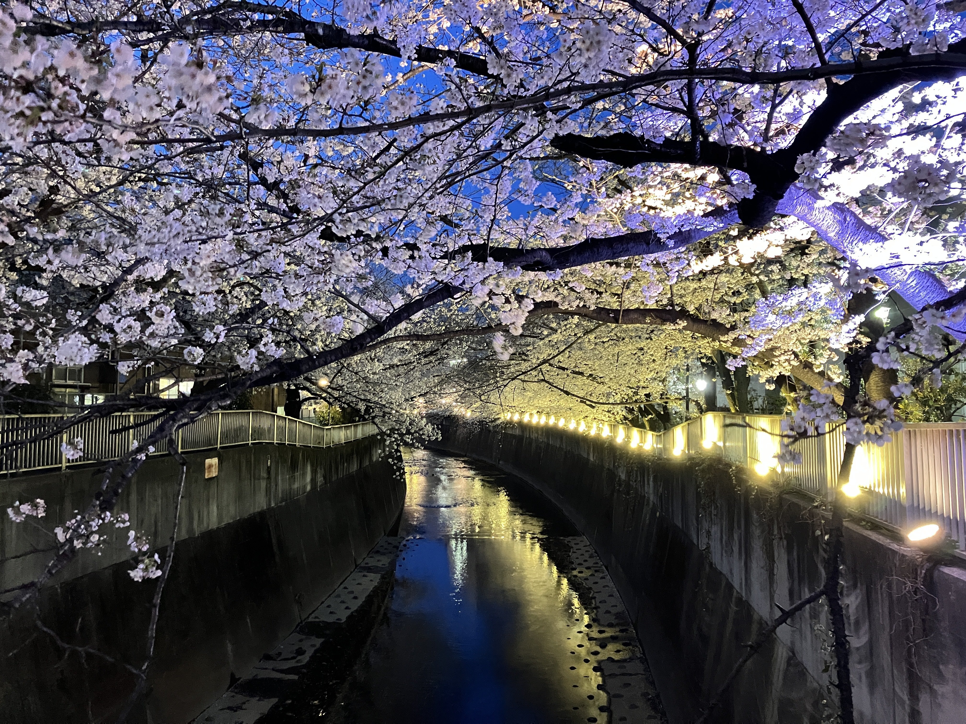 SSP ほっとできる清楚な幼なじみ 園池 桜子(箔押し) 隅田公園～山谷堀公園～染谷霊園～神田上水公園～妙法寺の夜桜【桜旅行