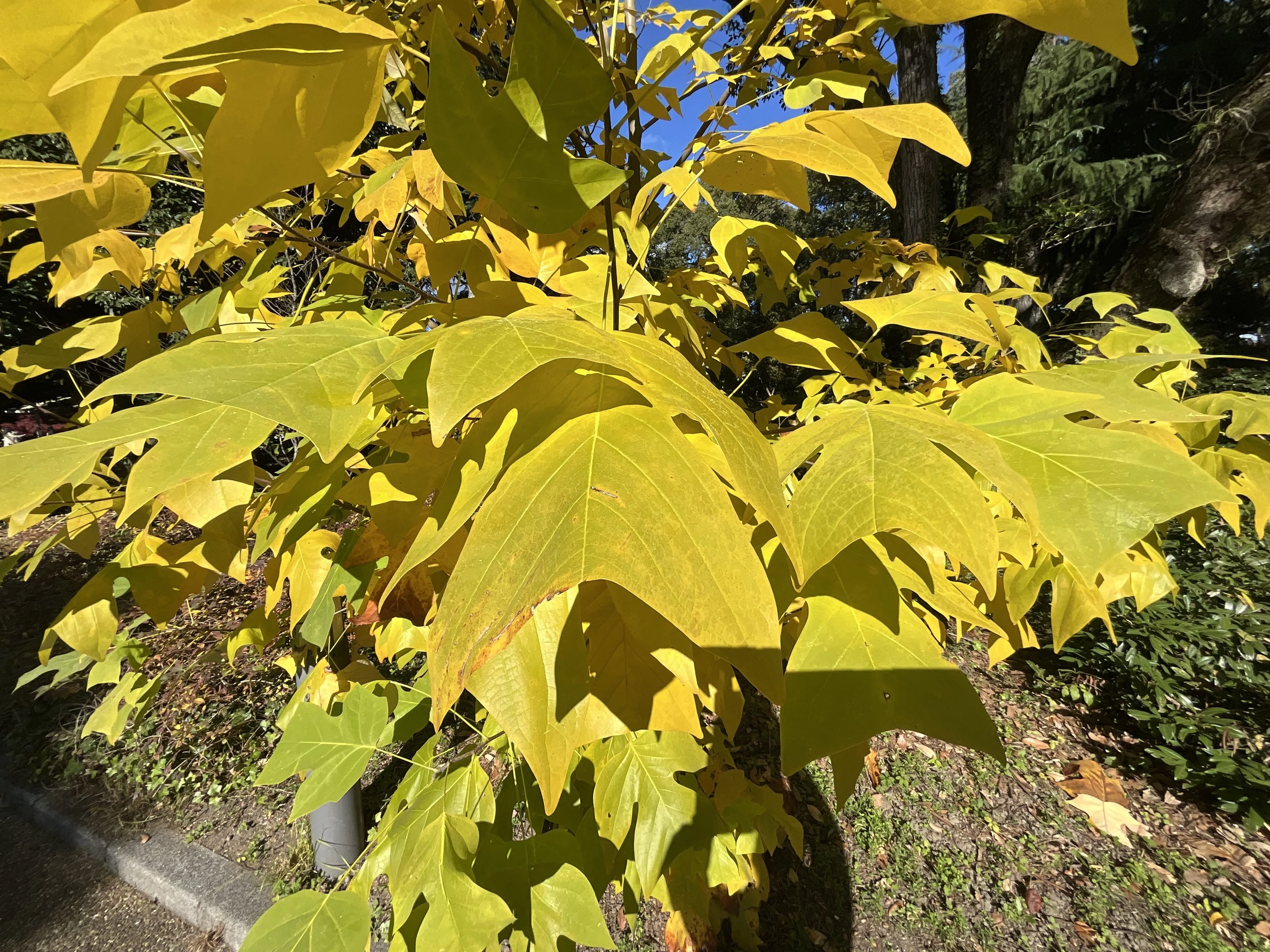 京都府立植物園の本格紅葉（6）：2025年11月29日（土）｜藤井秀昭