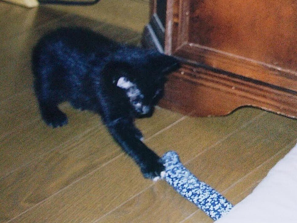 我が家のニャンズ 黒猫・サスケ｜s.nitou