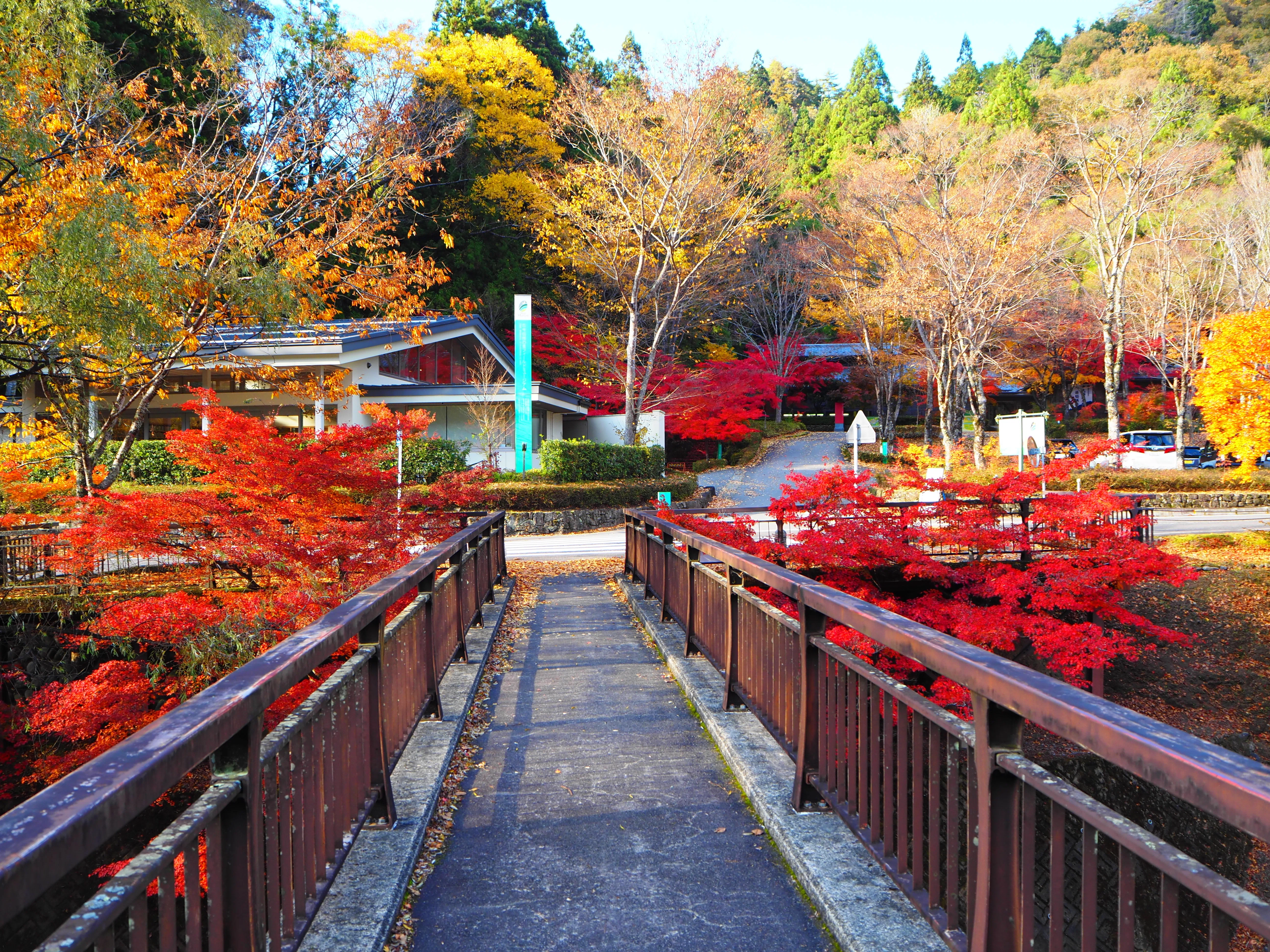郡上で陶酔する極上の紅葉風景 2025｜すすむ