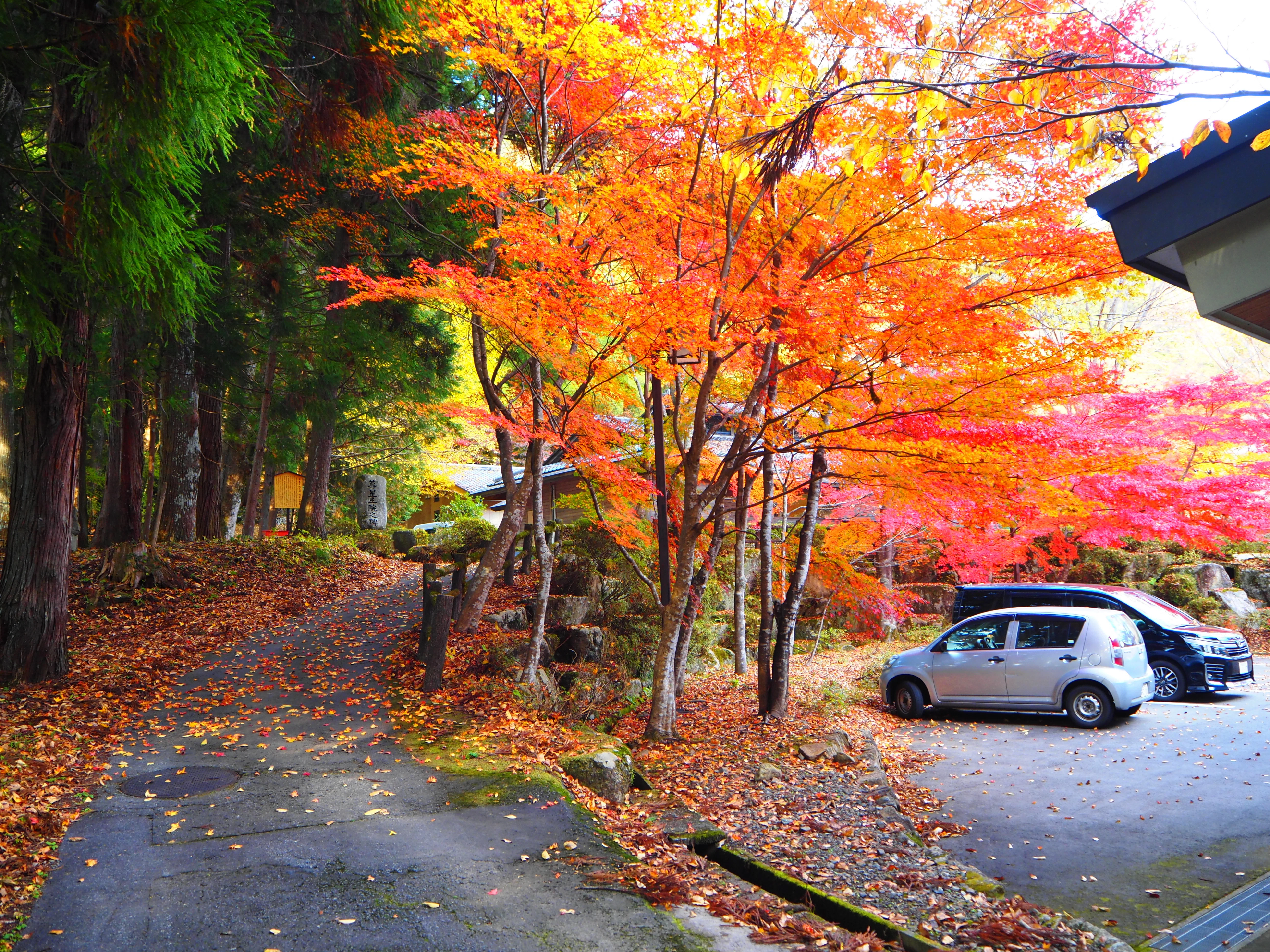 郡上で陶酔する極上の紅葉風景 2025｜すすむ