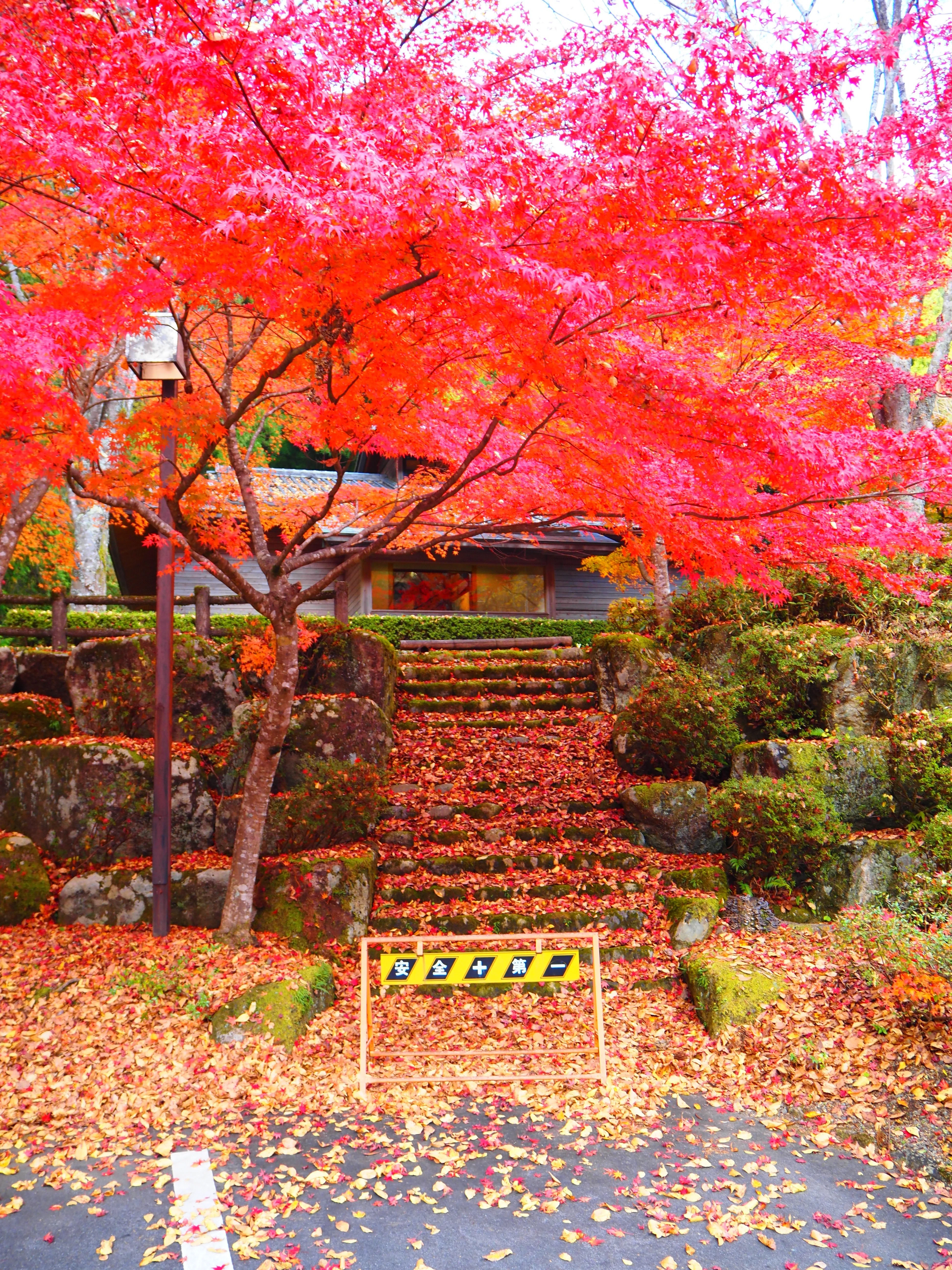 郡上で陶酔する極上の紅葉風景 2025｜すすむ