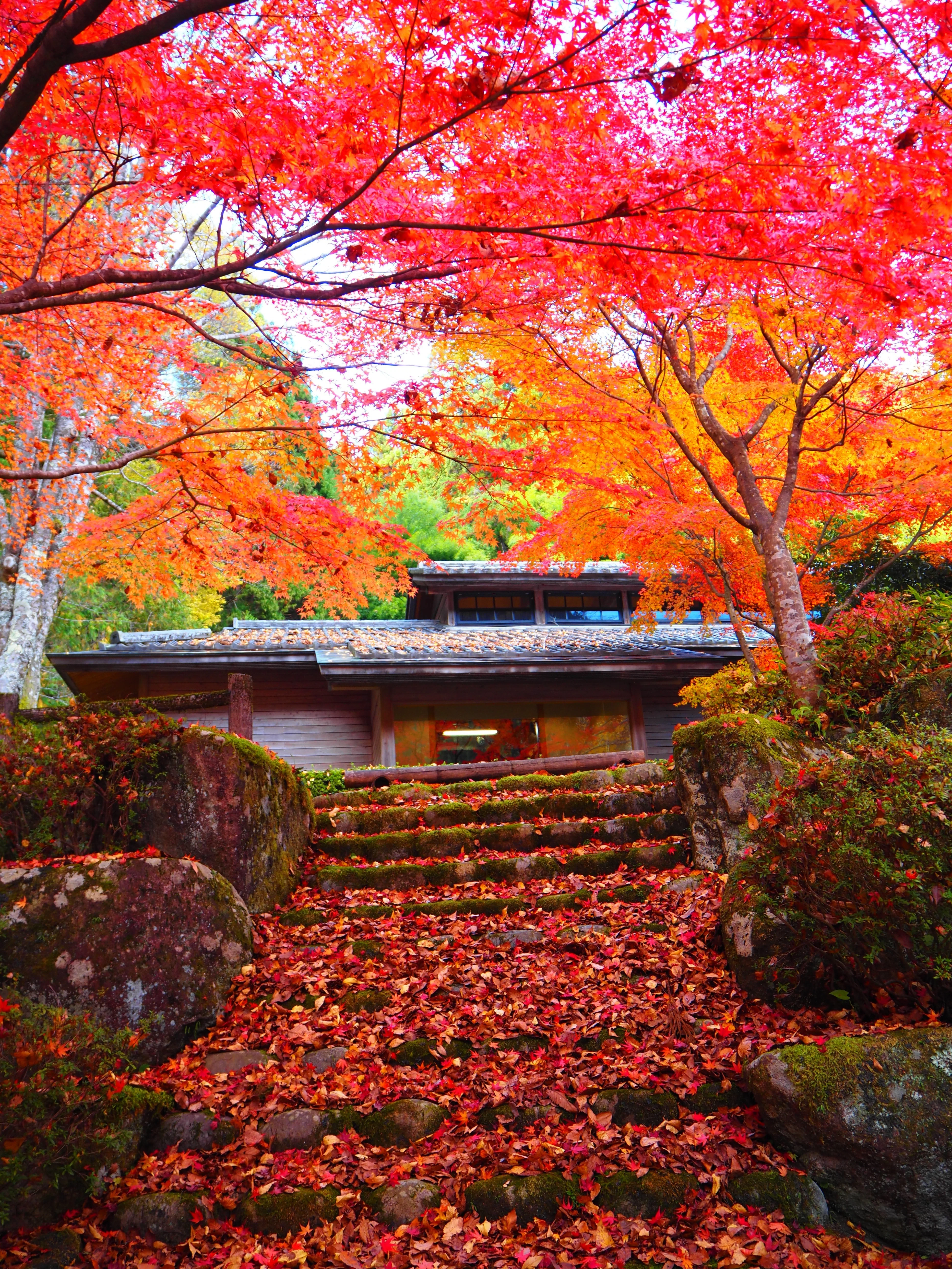 古風紅葉 郡上で陶酔する極上の紅葉風景 2025｜すすむ