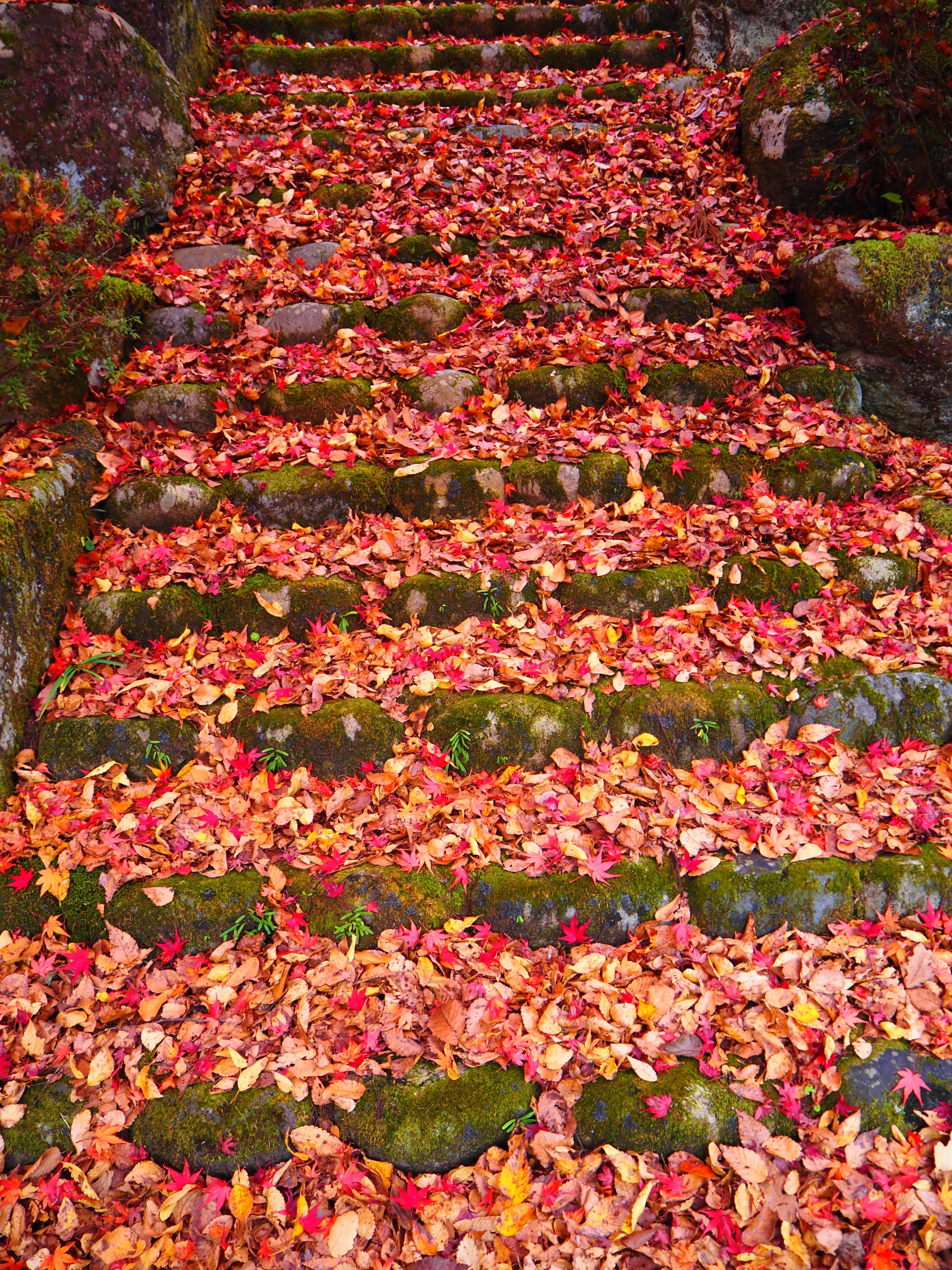 郡上で陶酔する極上の紅葉風景 2025｜すすむ