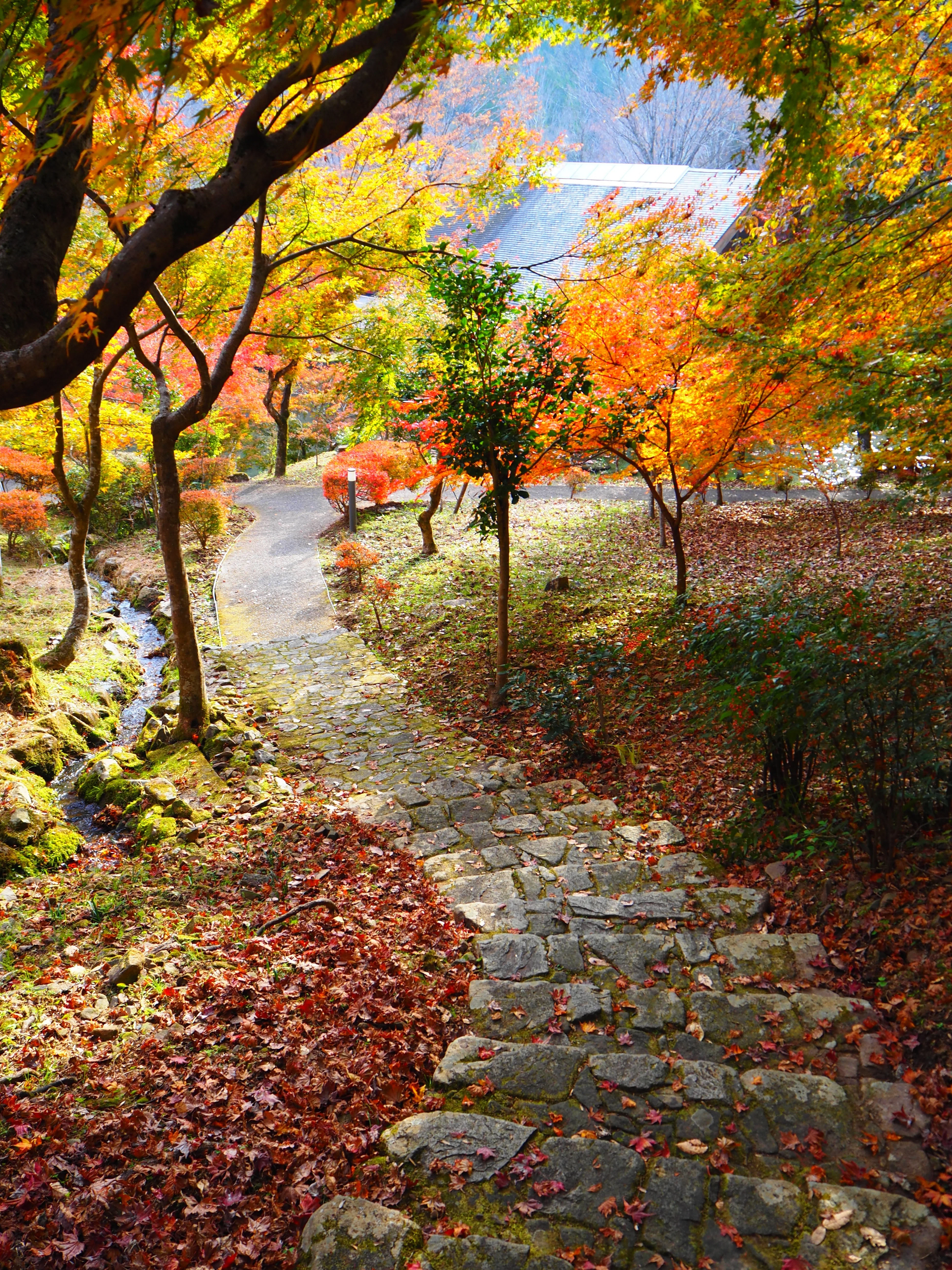 郡上で陶酔する極上の紅葉風景 2025｜すすむ