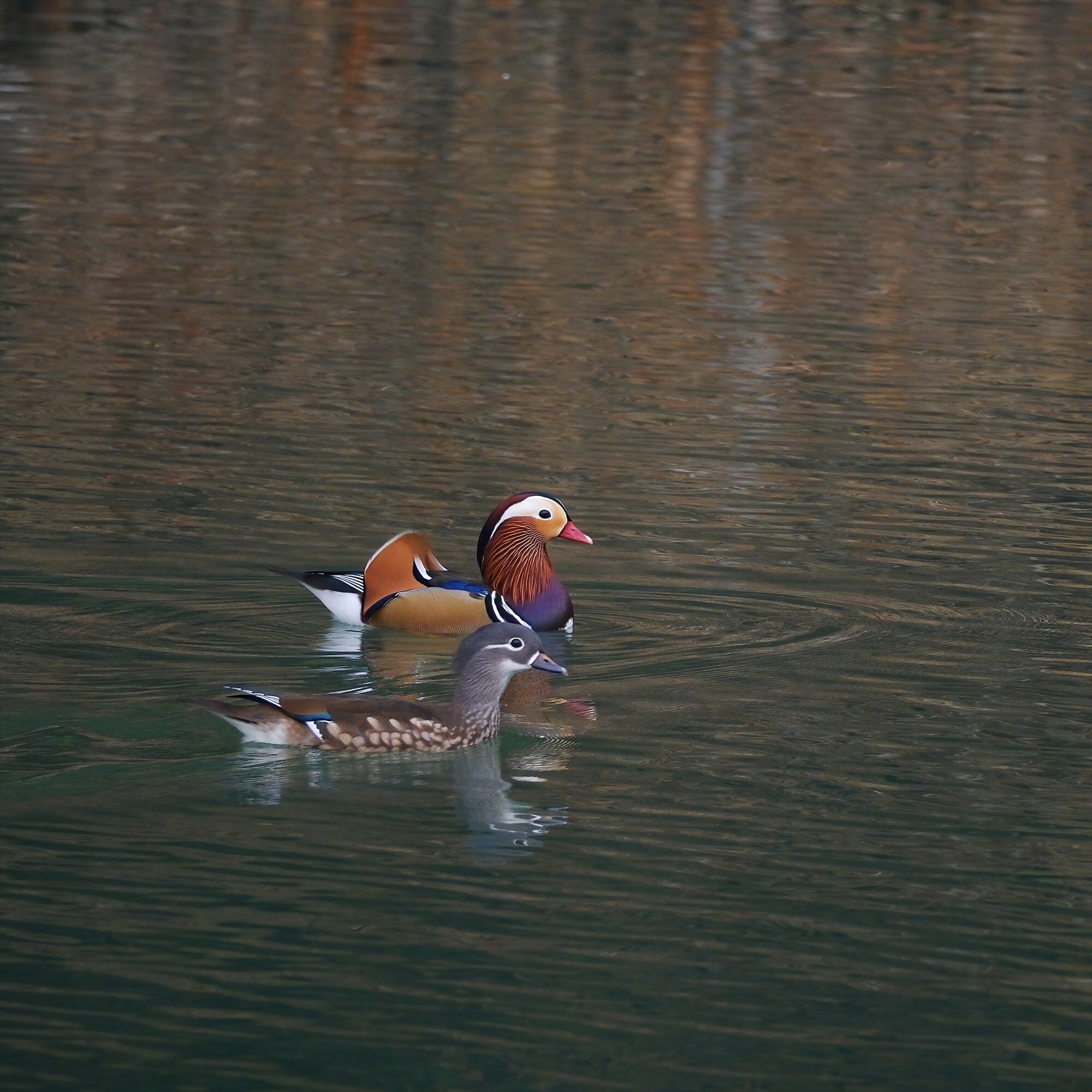 オシドリ初認｜休日の探鳥記｜miz