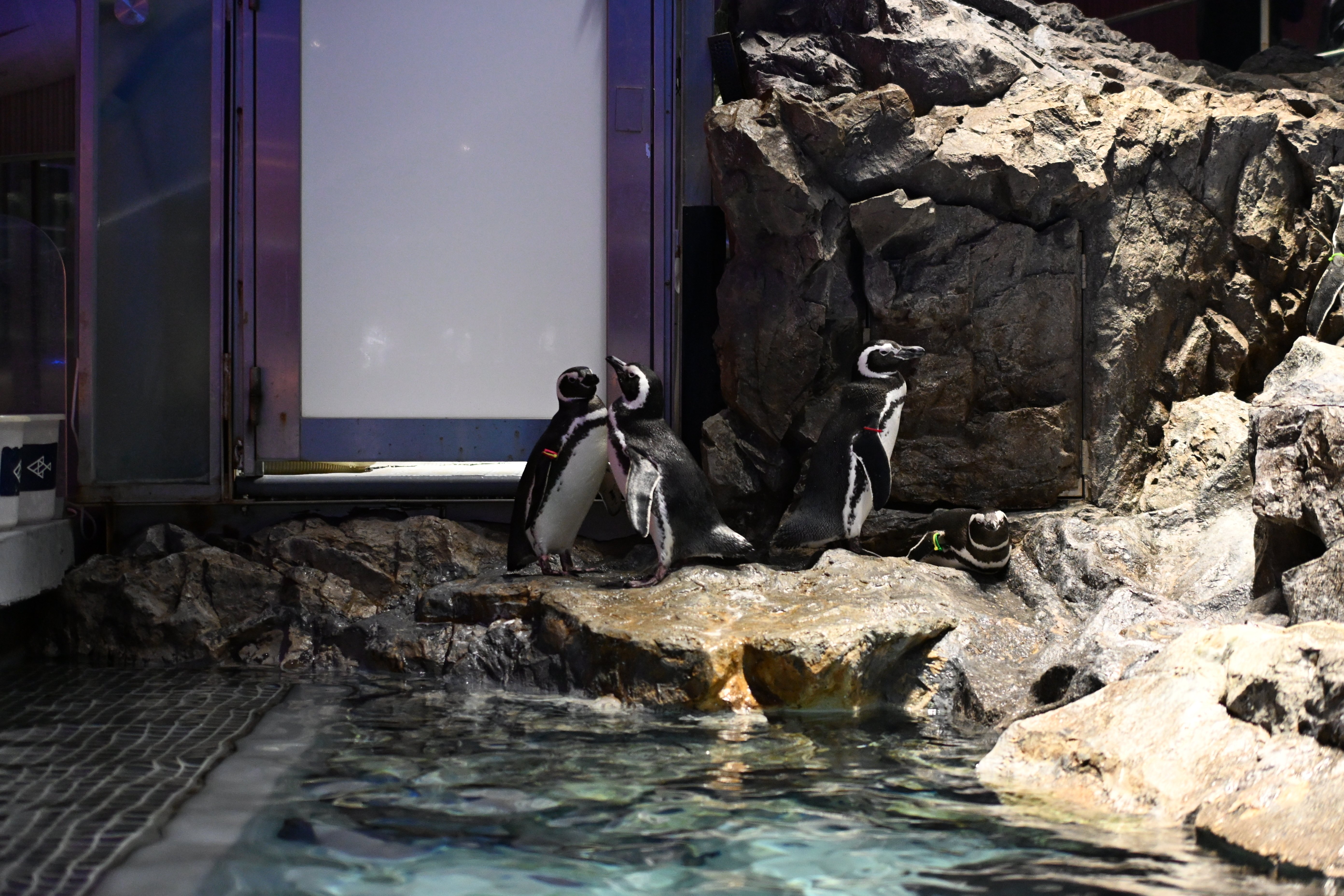 20251126_すみだ水族館【Nikon Z50IIと水族館】｜山ネズミ