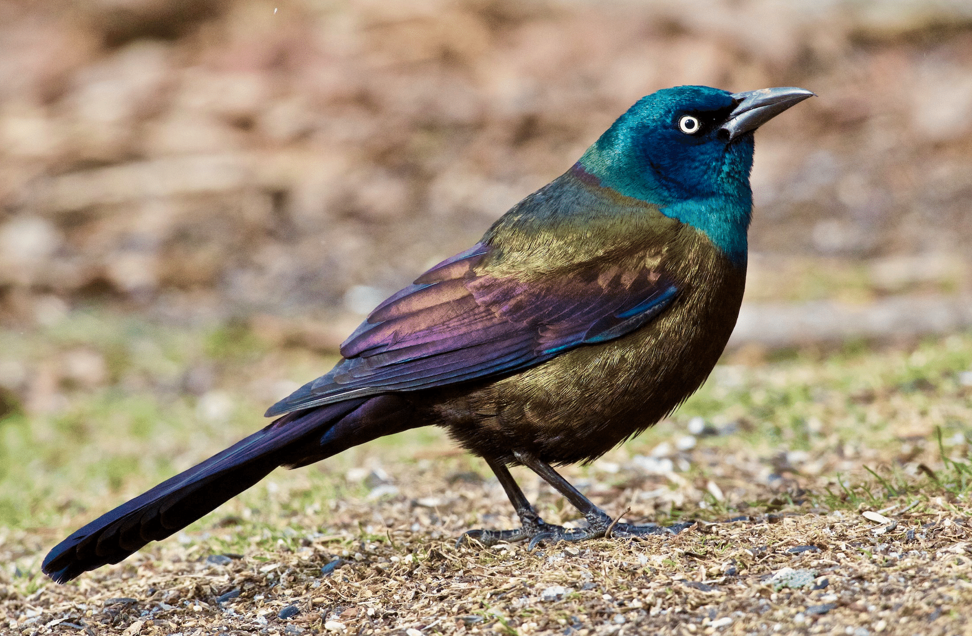 シカゴでバードウォッチング！】 Common Grackle オオクロムクドリ