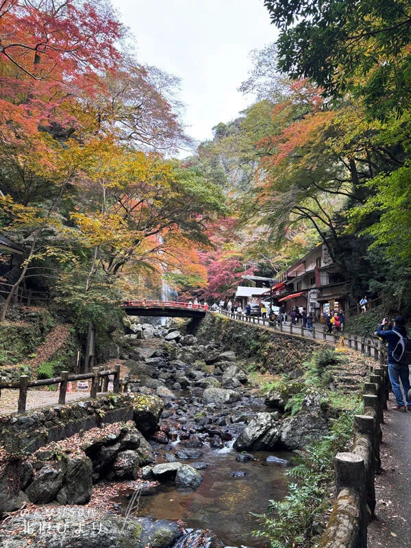 秋の箕面大滝へ紅葉狩り＆早朝散歩。まさかの火災でライトアップ中止に