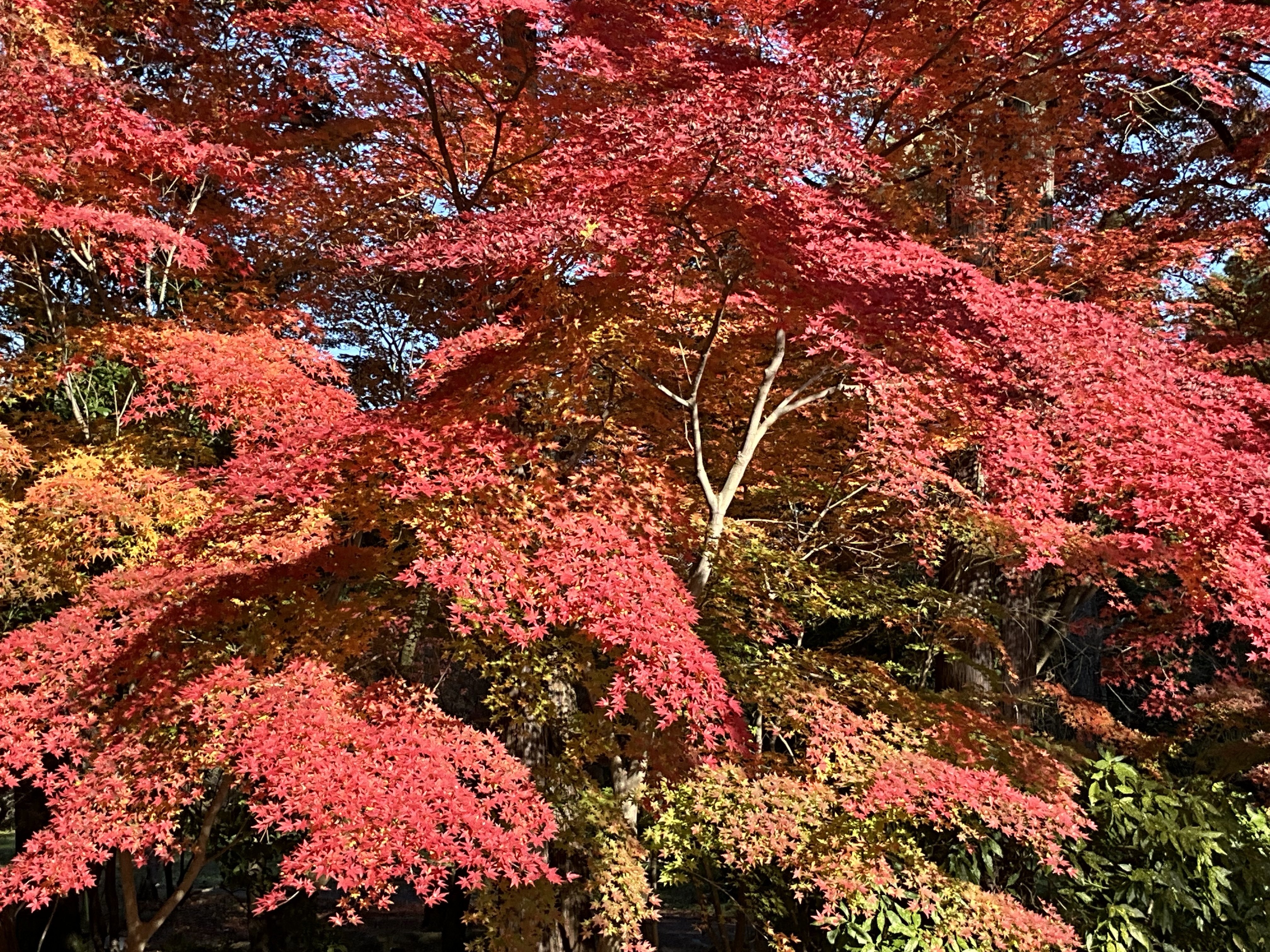 京都府立植物園の本格紅葉（7）：2025年11月30日（日）｜藤井秀昭