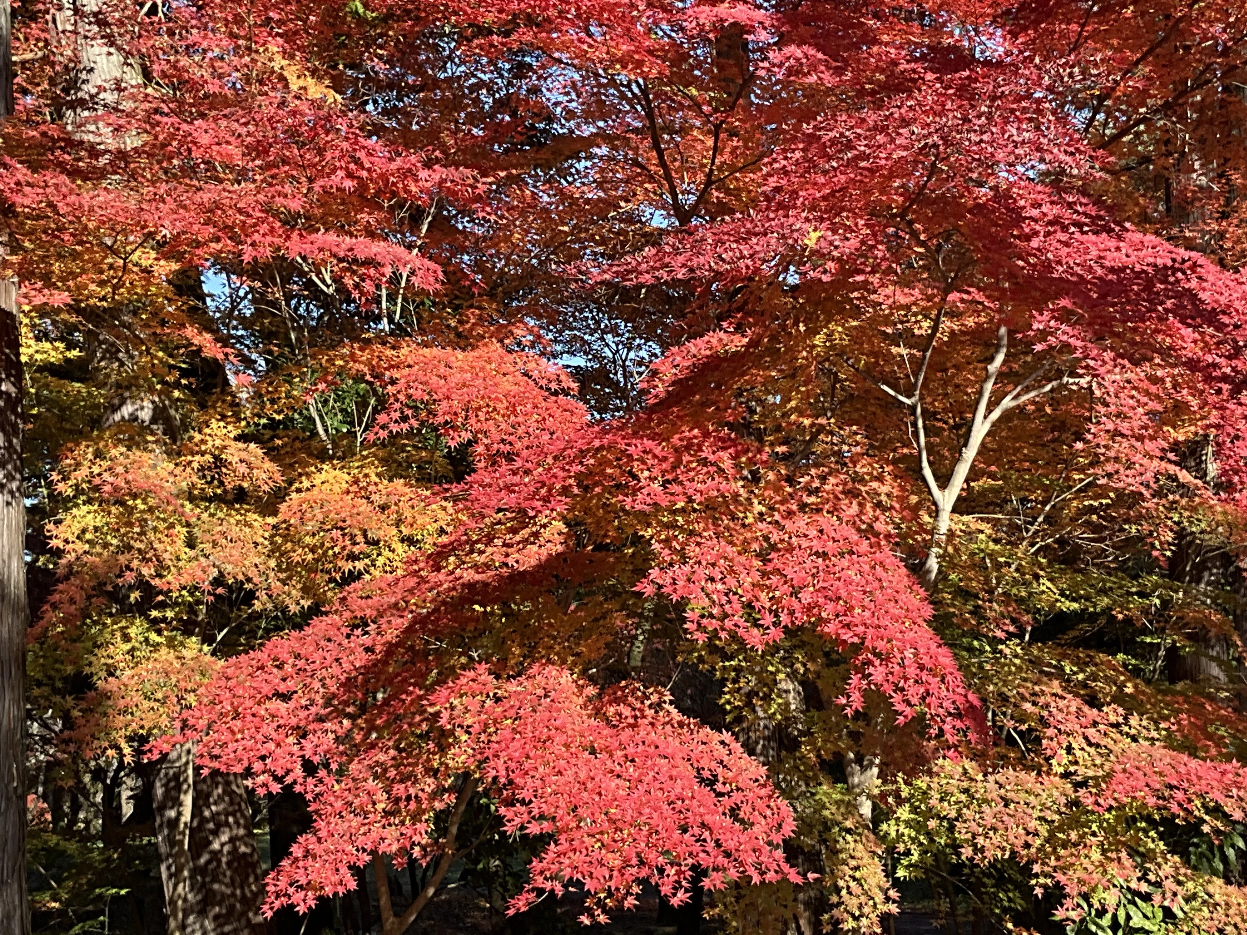 京都府立植物園の本格紅葉（7）：2025年11月30日（日）｜藤井秀昭