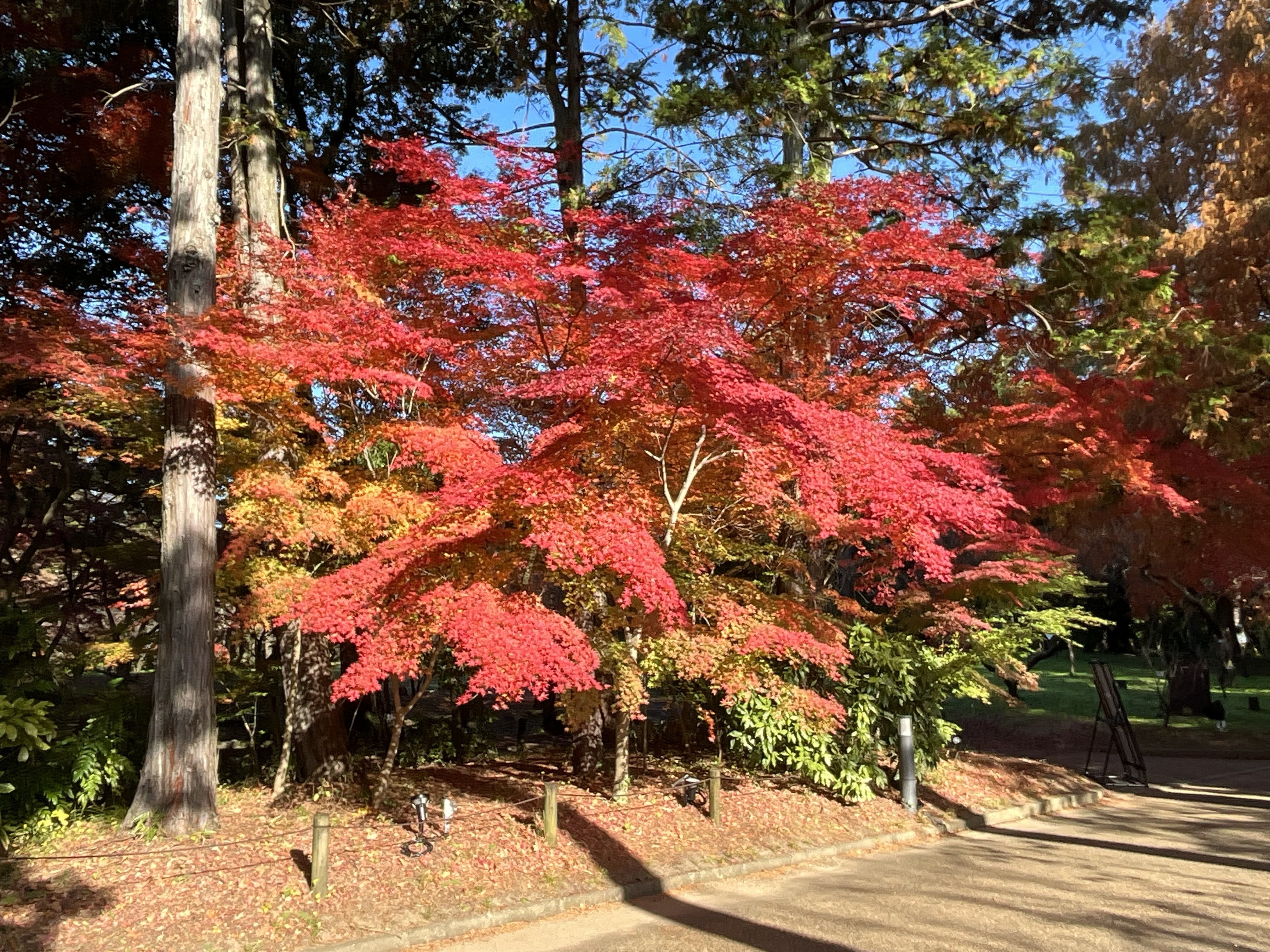 45年の紅葉 京都府立植物園の本格紅葉（7）：2025年11月30日（日）｜藤井秀昭