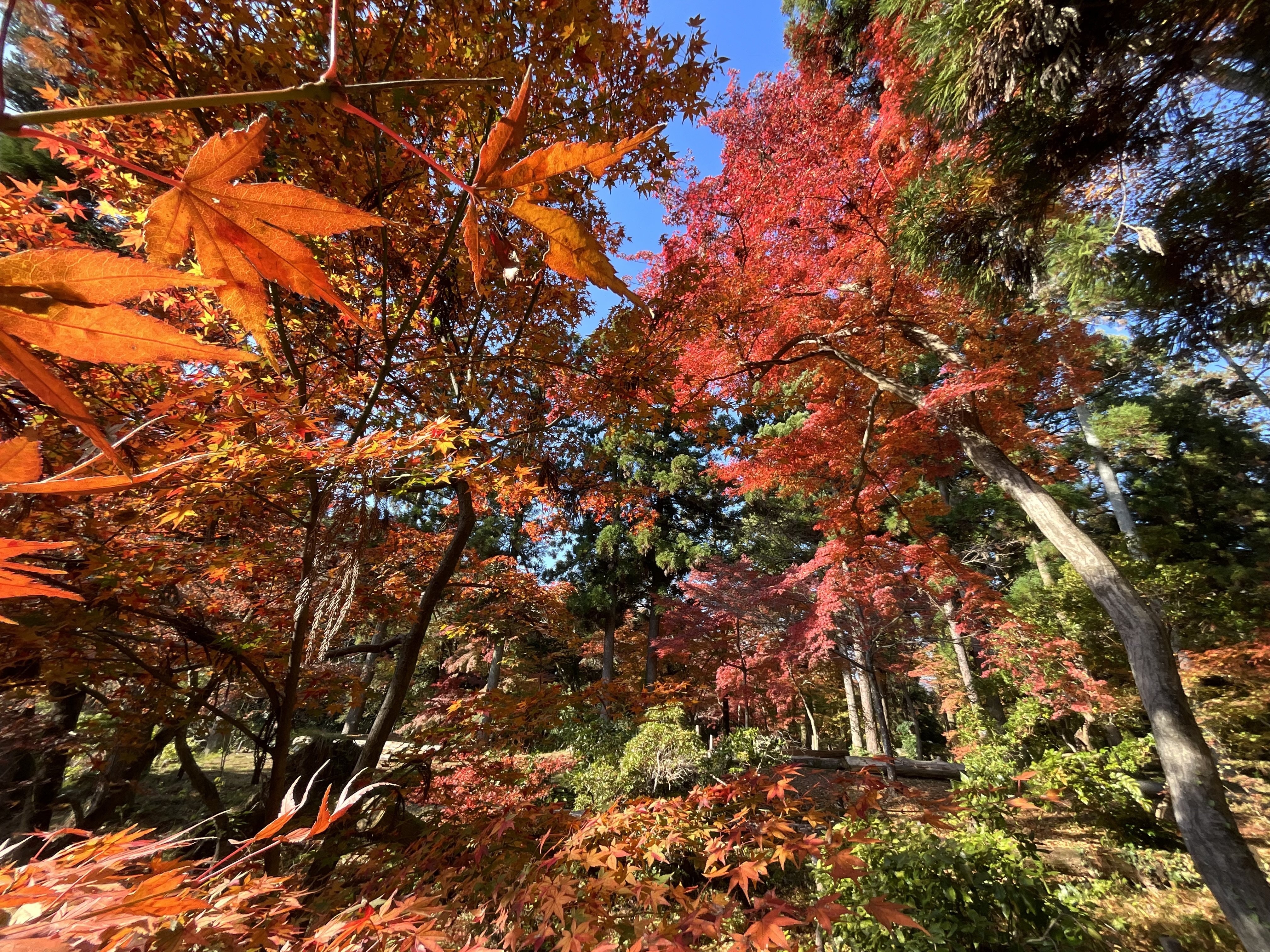 45年の紅葉 南緯45度の紅葉をご覧下さい | やる時はやりまっせ！