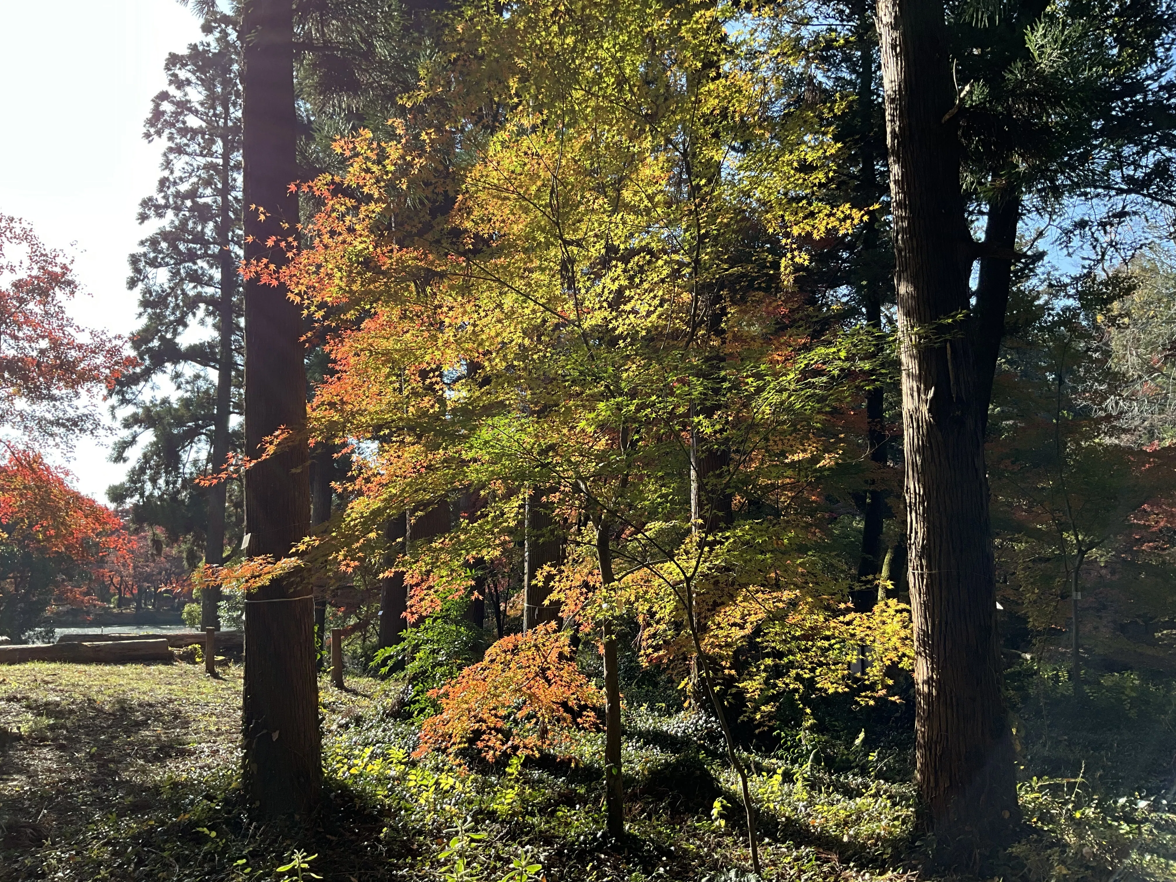 京都府立植物園の本格紅葉（7）：2025年11月30日（日）｜藤井秀昭