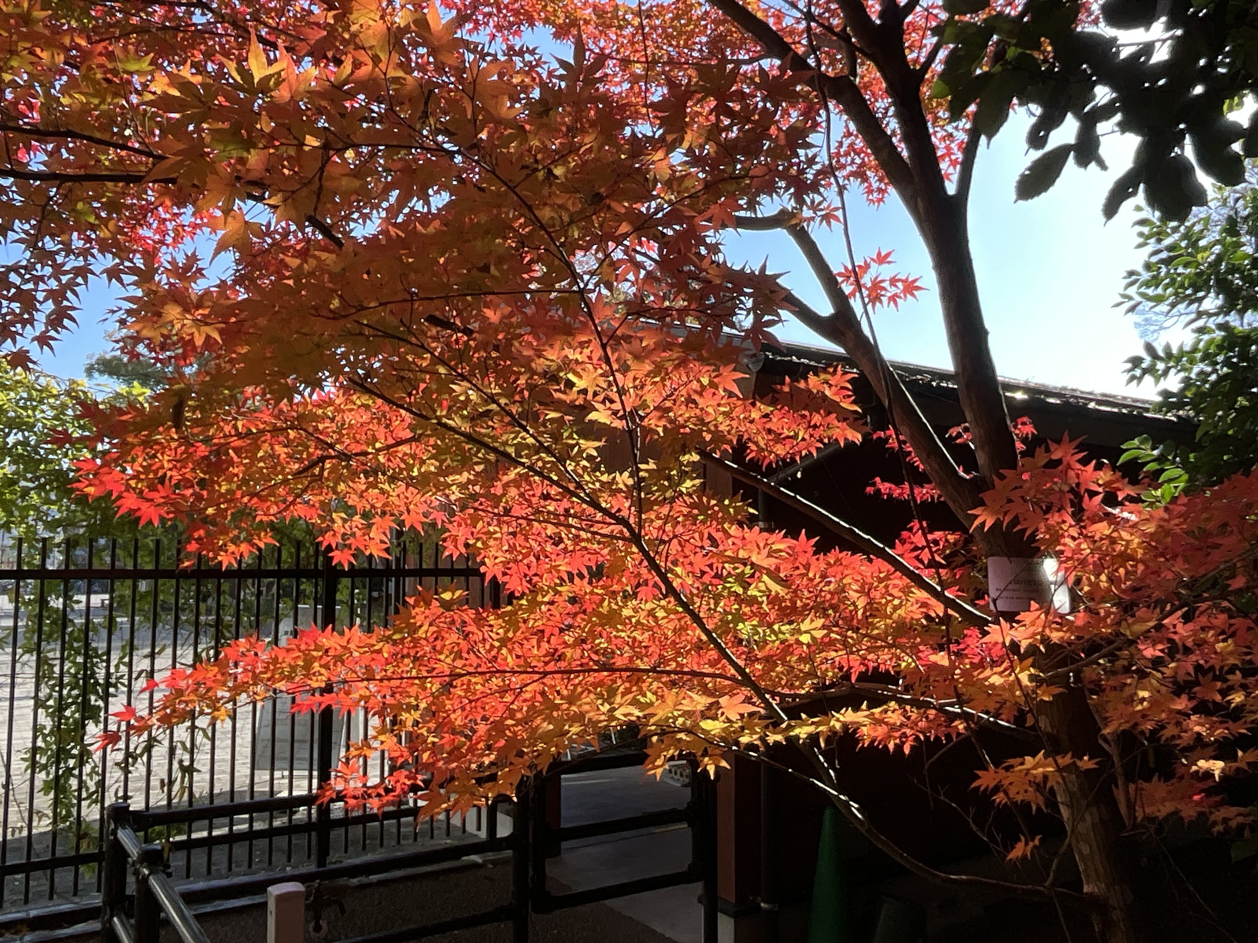 45年の紅葉 京都府立植物園の本格紅葉（7）：2025年11月30日（日）｜藤井秀昭
