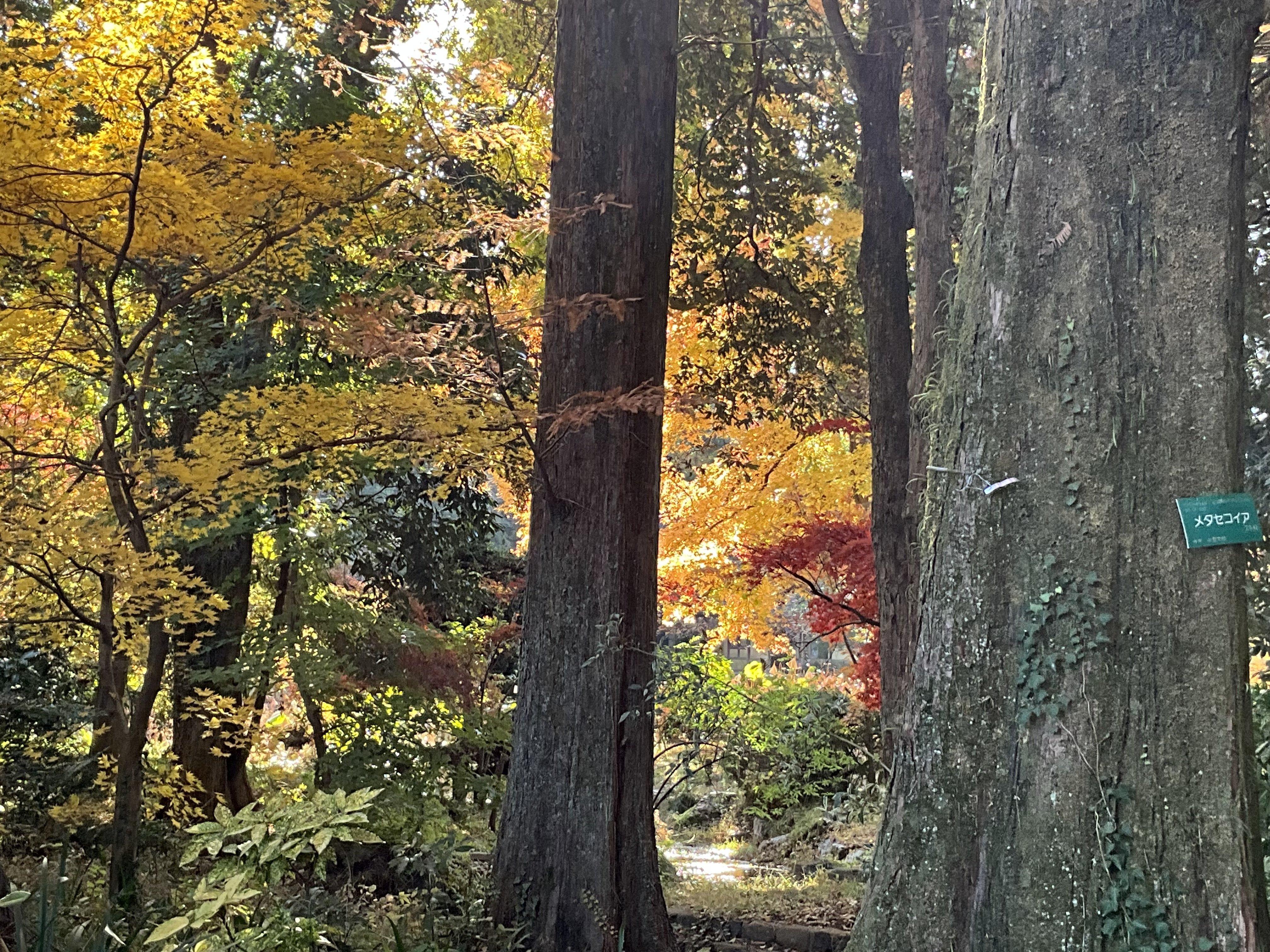 45年の紅葉 2025年開催】新谷もみじまつり｜大洲・稲荷山公園の紅葉が彩る秋の絶景