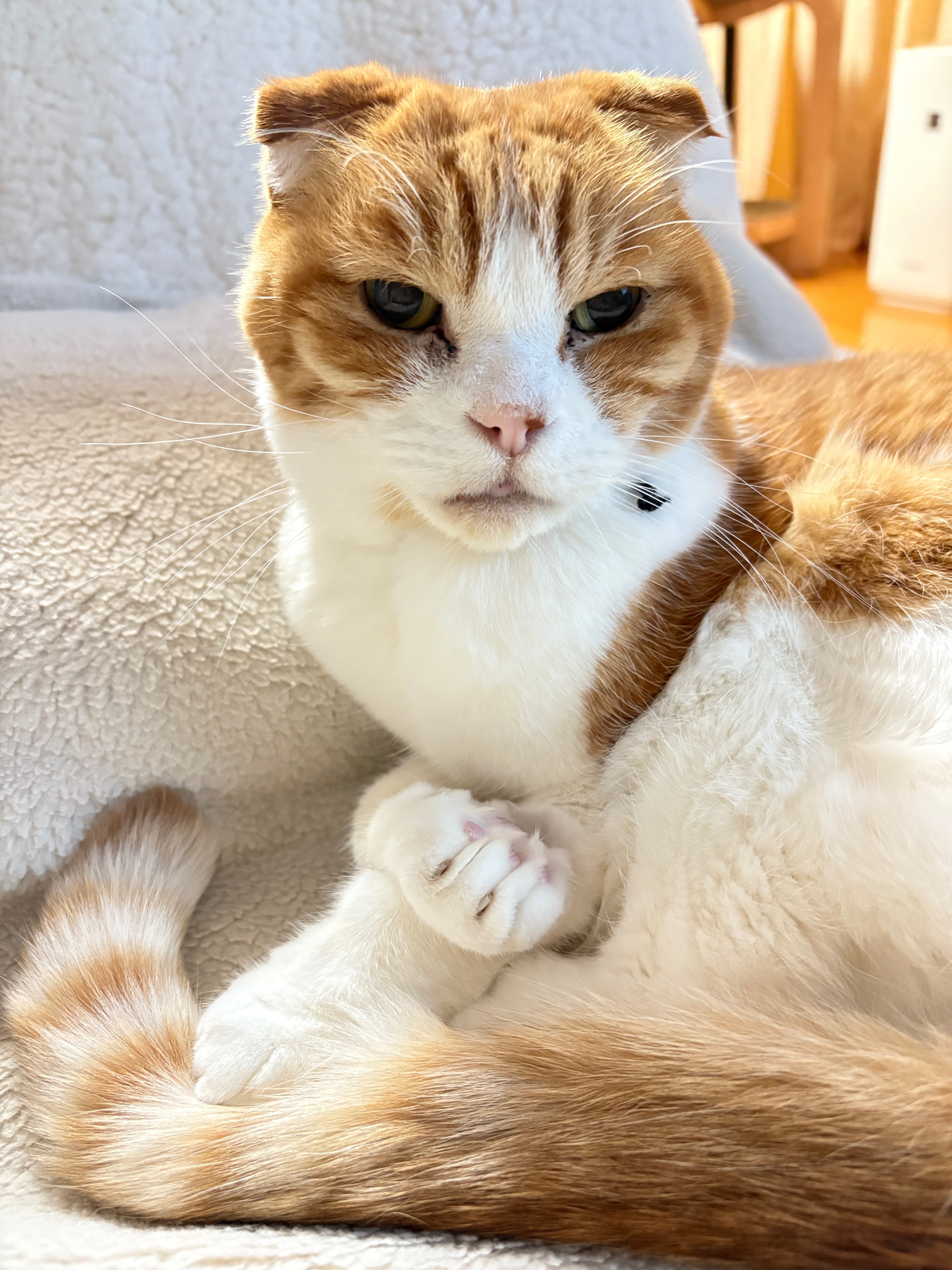 ねこさまの誕生日｜マネキネコ