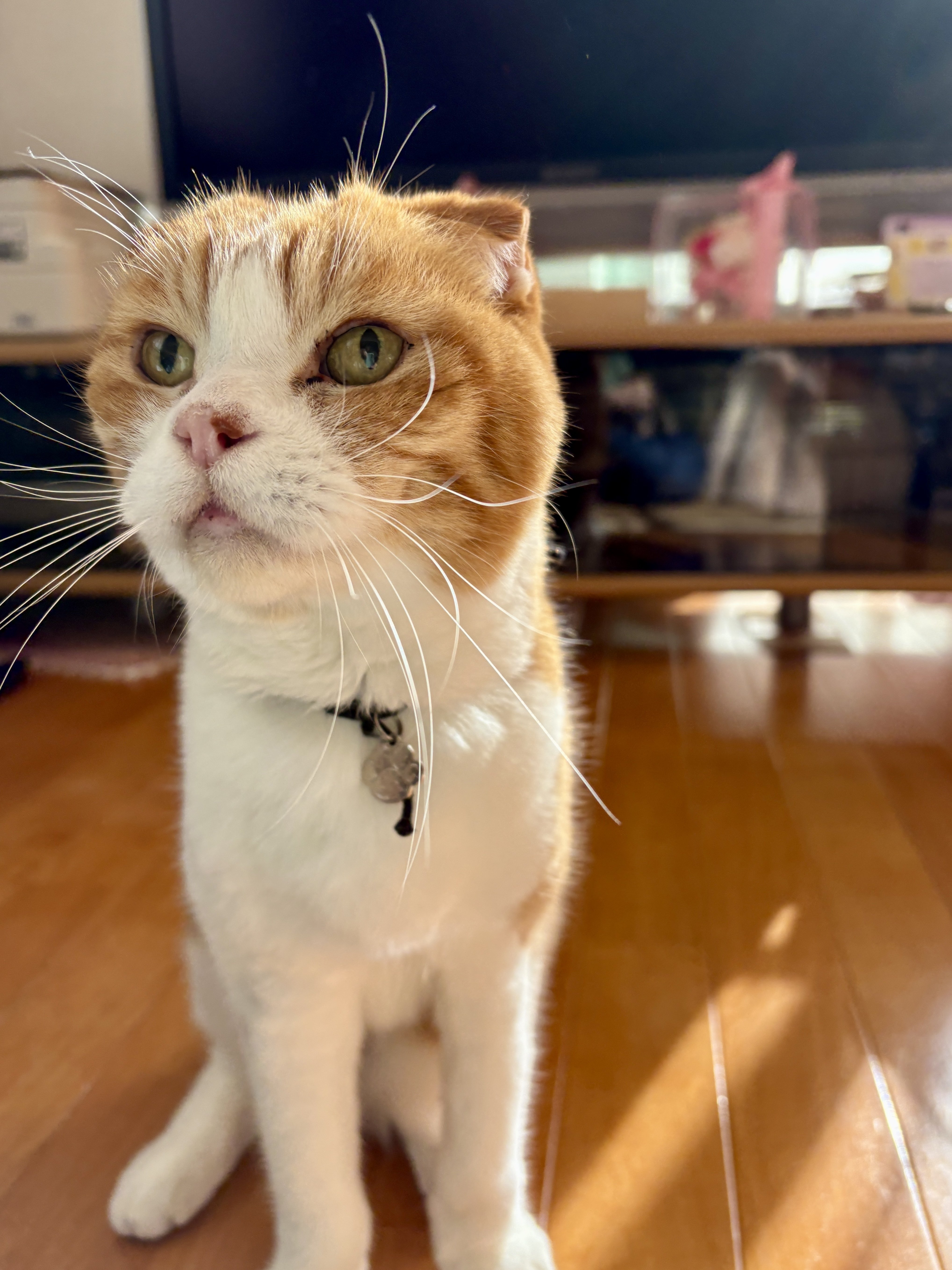 ねこさまの誕生日|マネキネコ ねこさまの誕生日|マネキネコ