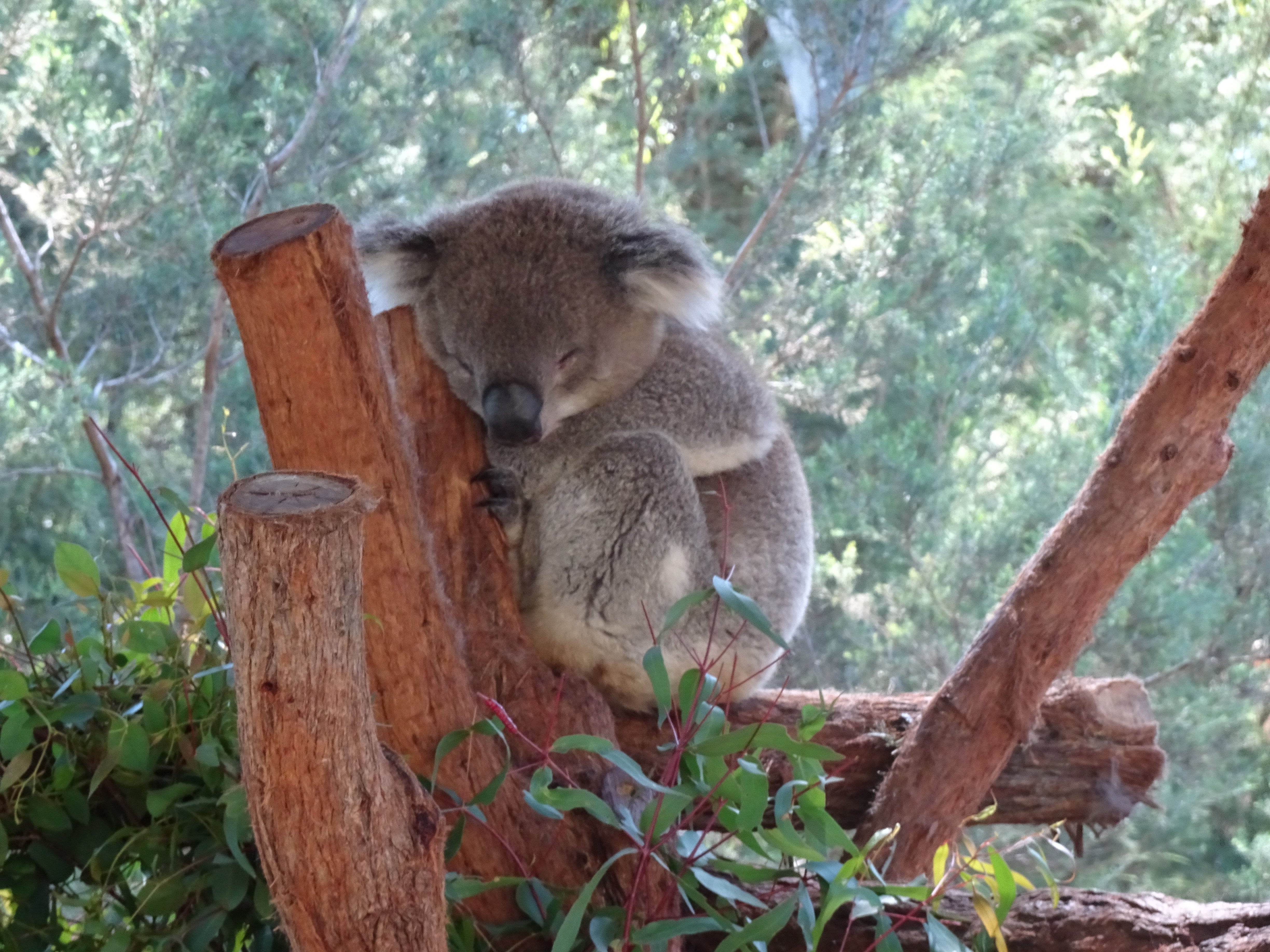 オーストラリアメルボルン旅行記 その5｜honest_hound8794