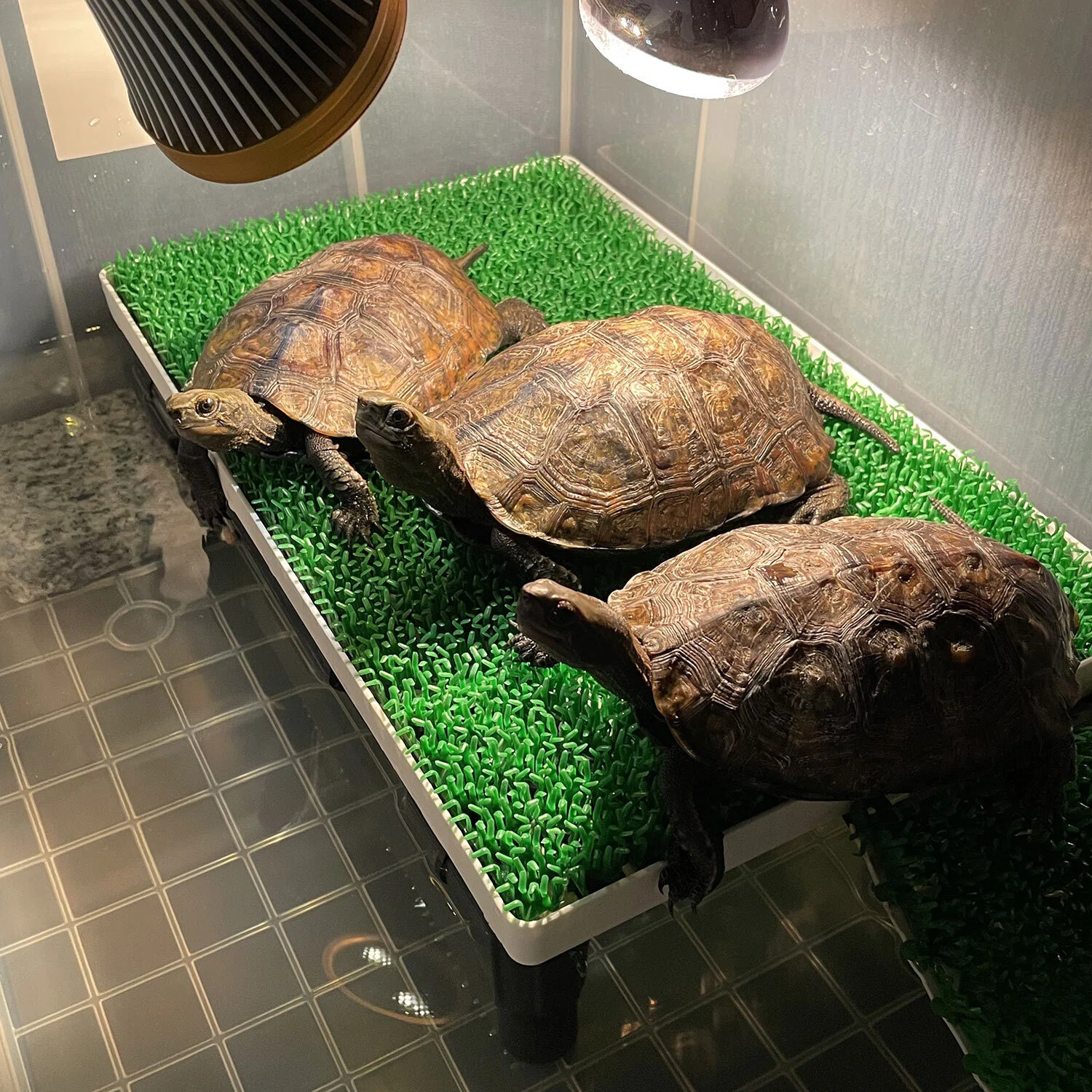 ニホンイシガメ水槽の陸地を自作したら安定感抜群だった｜Kazuya