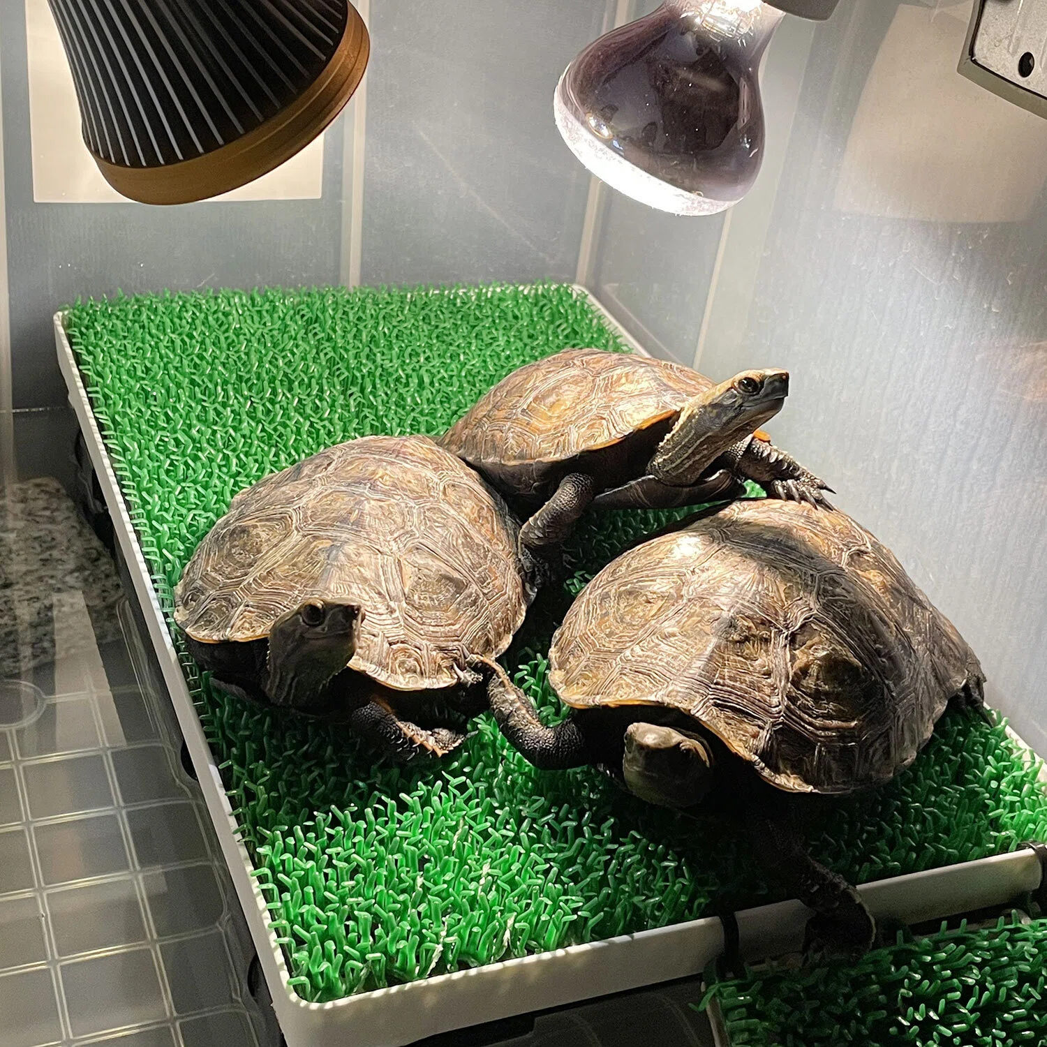 ニホンイシガメ水槽の陸地を自作したら安定感抜群だった｜Kazuya