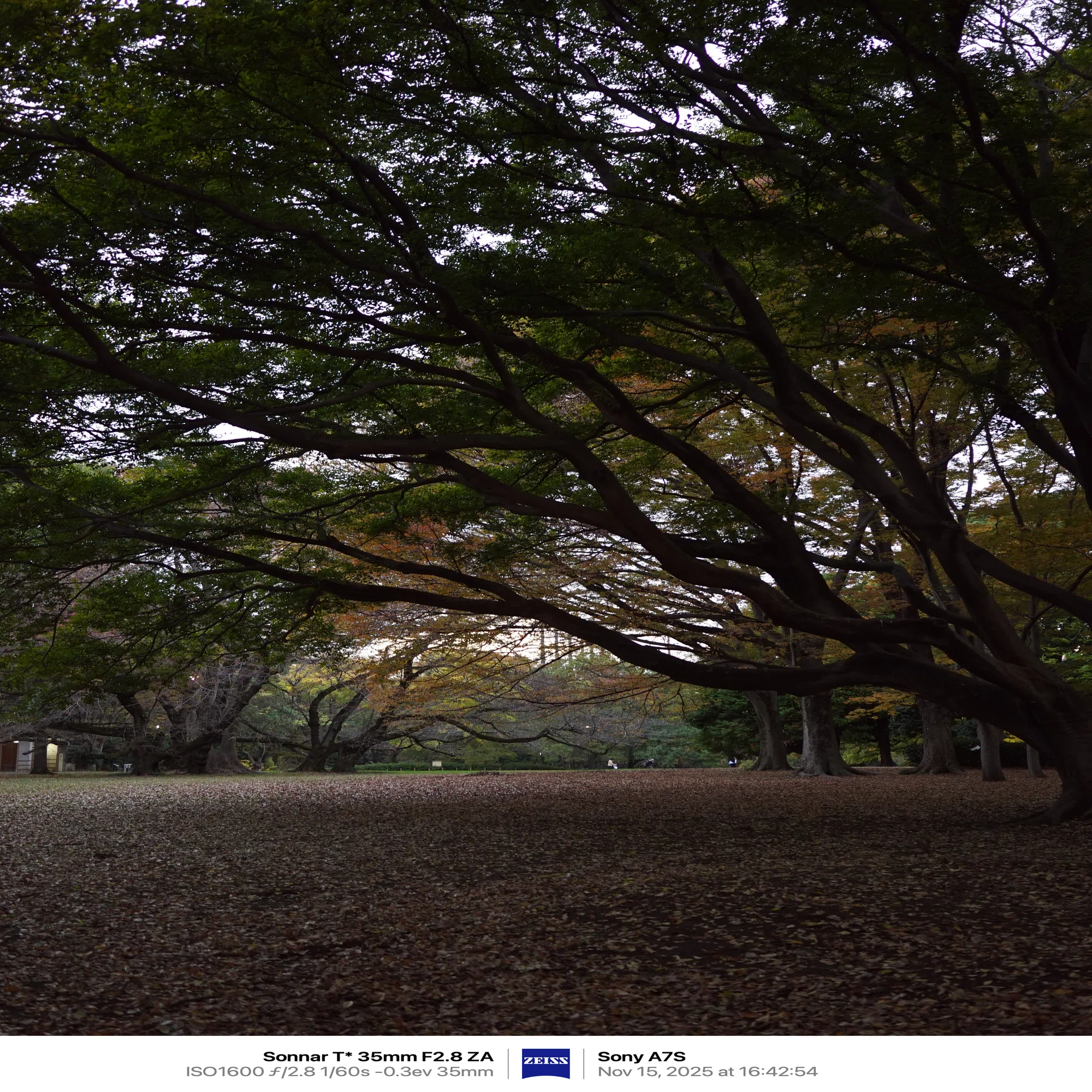 α7Sで砧公園の紅葉を撮ってみた｜まあ
