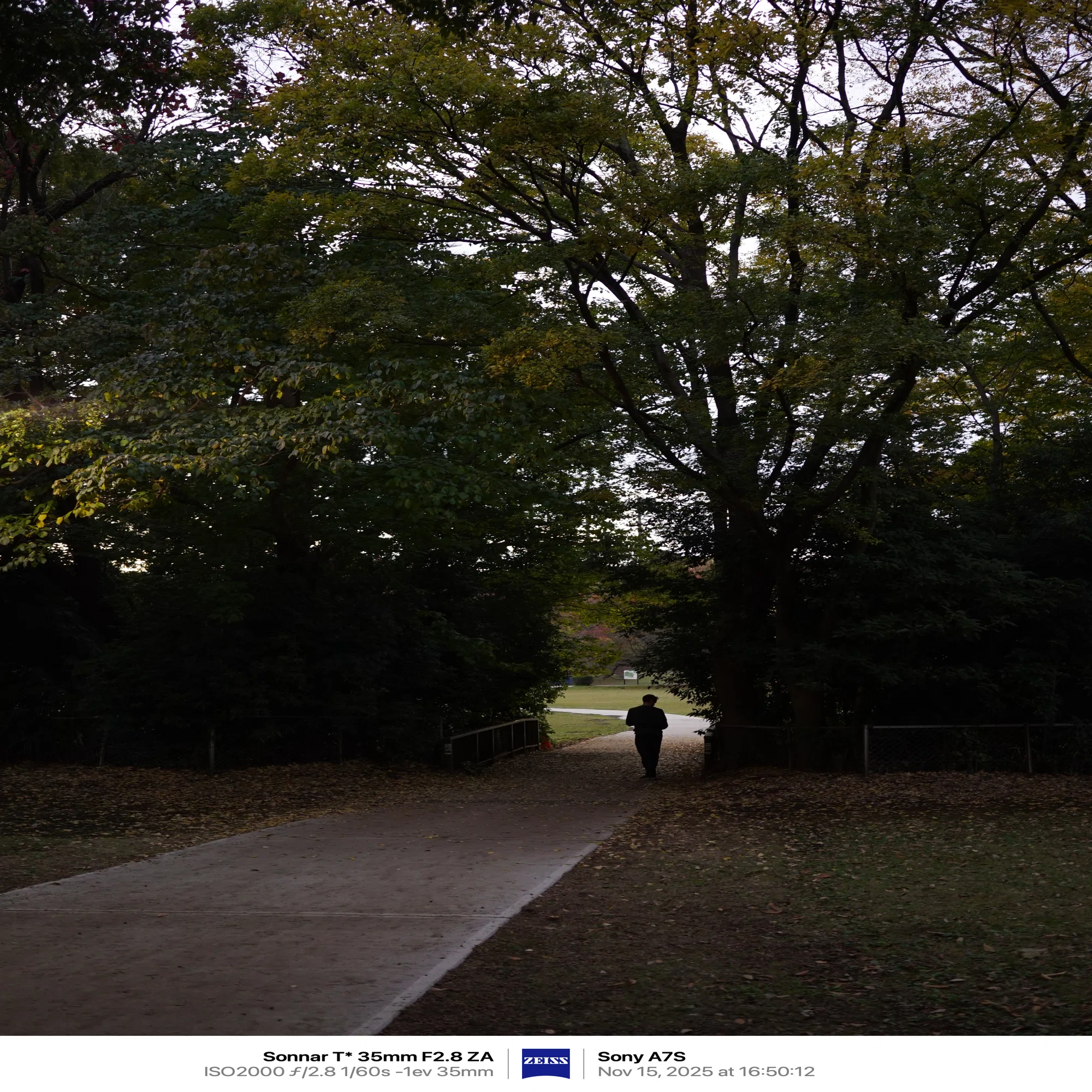 紅葉の木 α7Sで砧公園の紅葉を撮ってみた｜まあ
