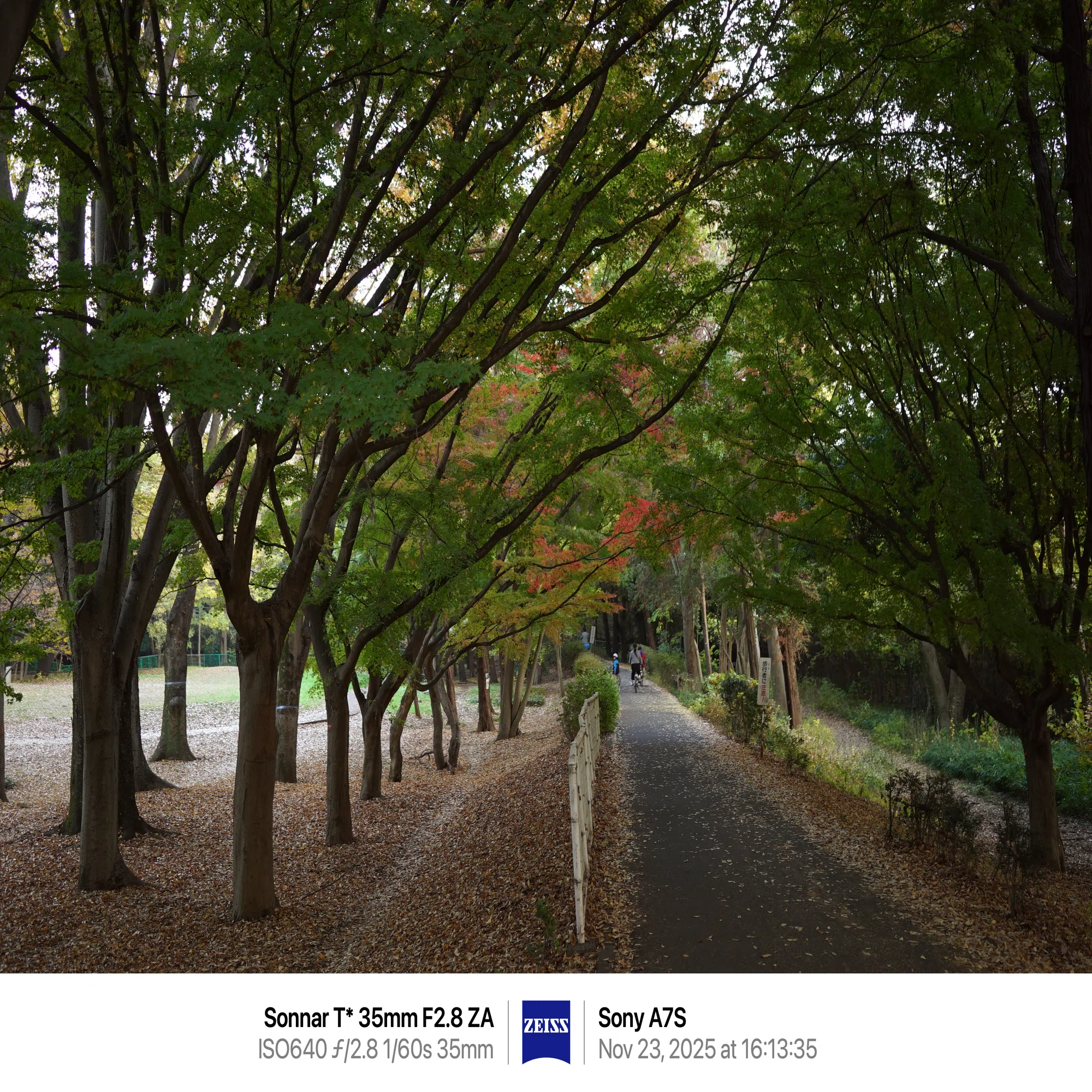 α7Sで砧公園の紅葉を撮ってみた｜まあ